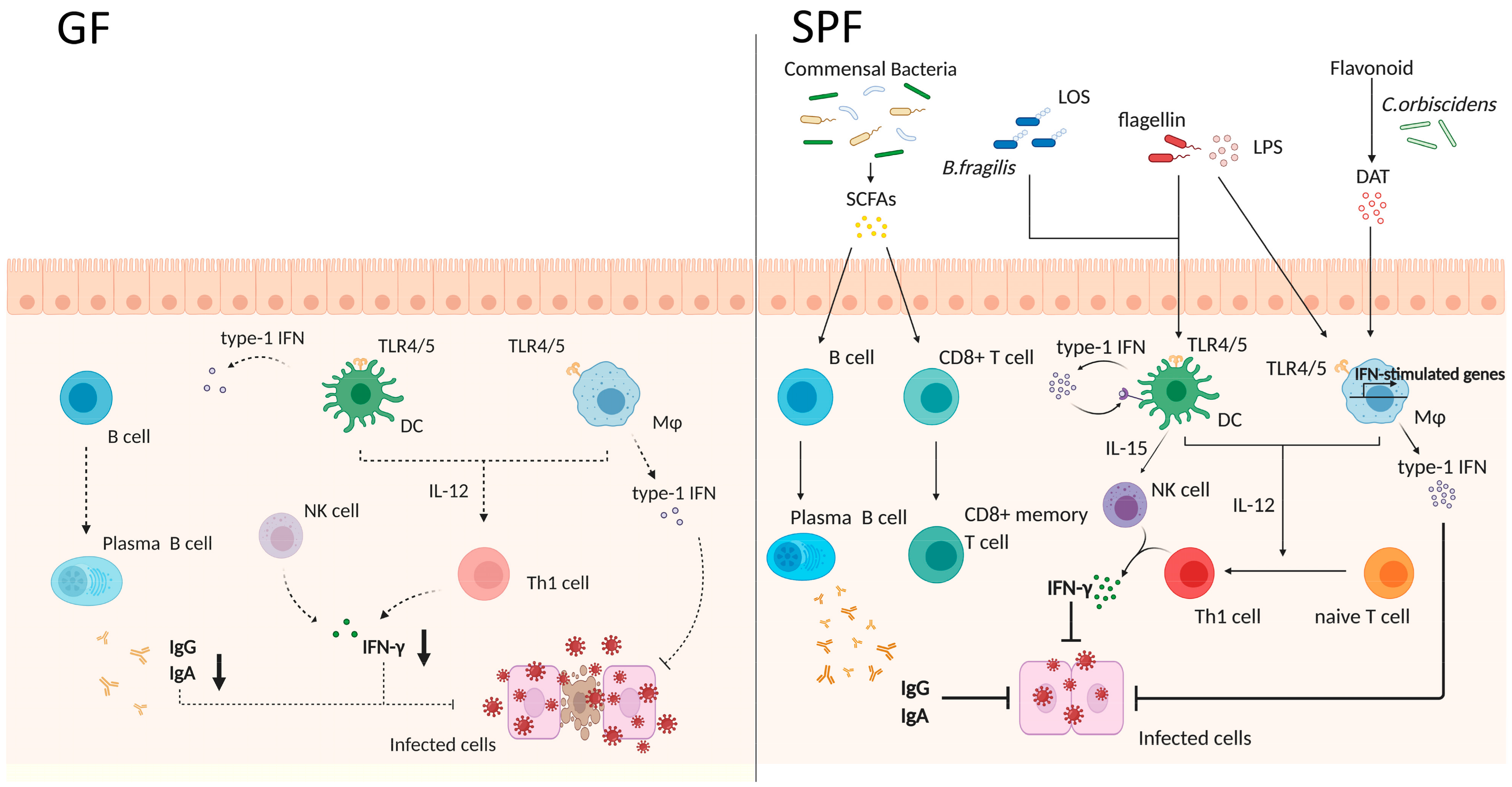 Pharmaceutics 13 00163 g002 Pharmaceutics 13 00163 g002