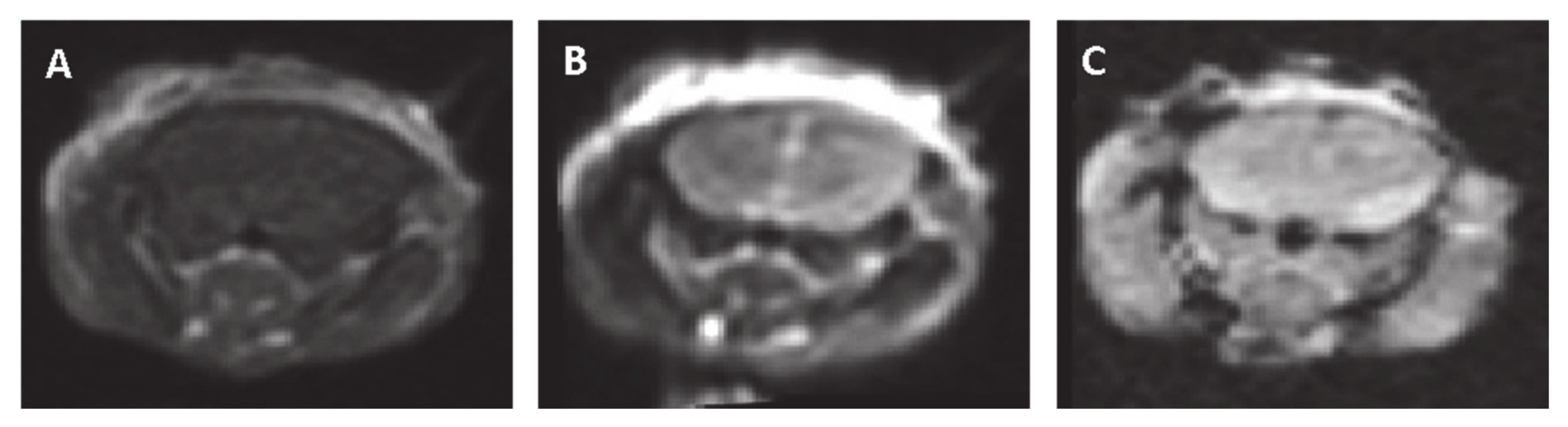 Pharmaceutics 13 00169 g006