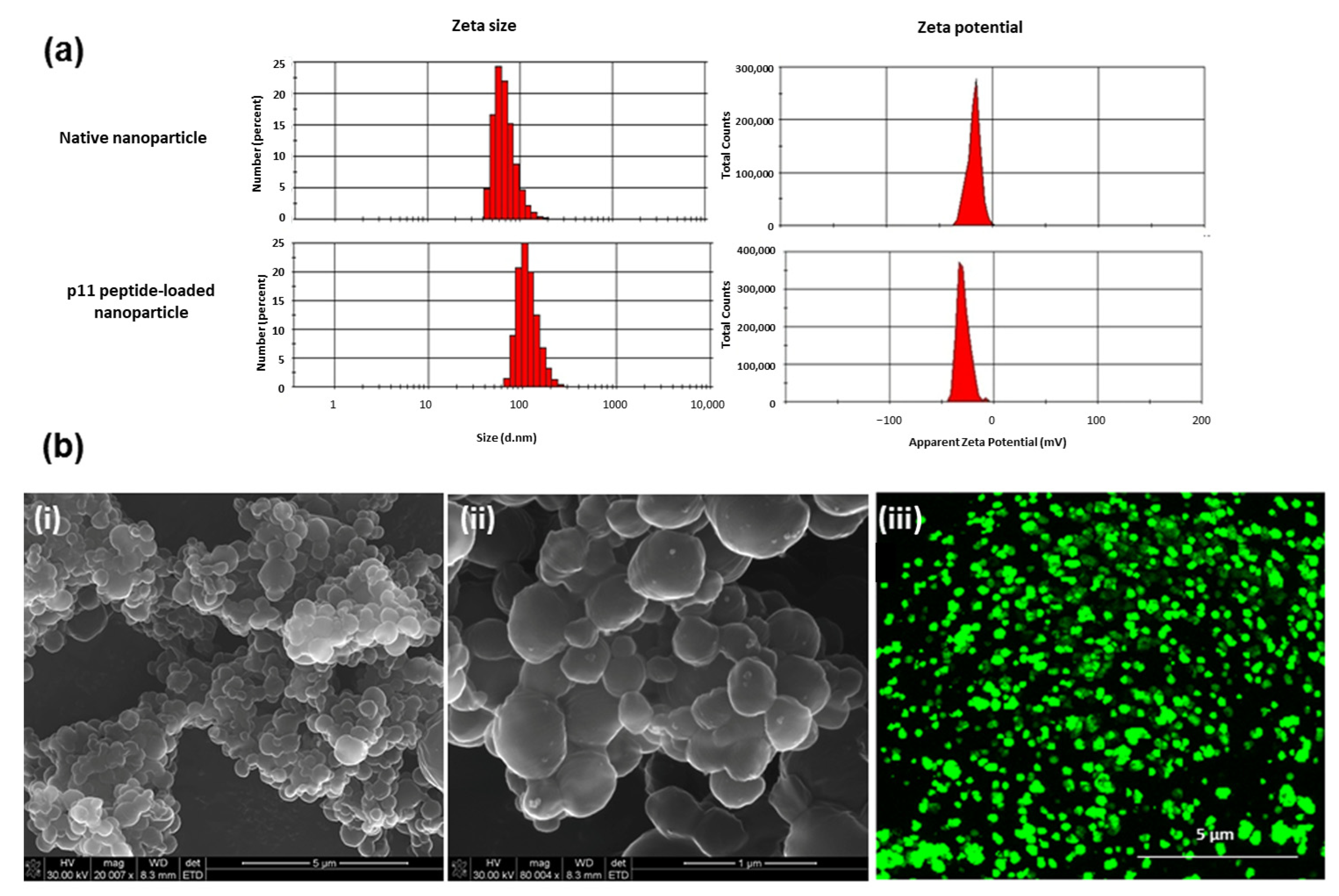 Pharmaceutics 13 00176 g002