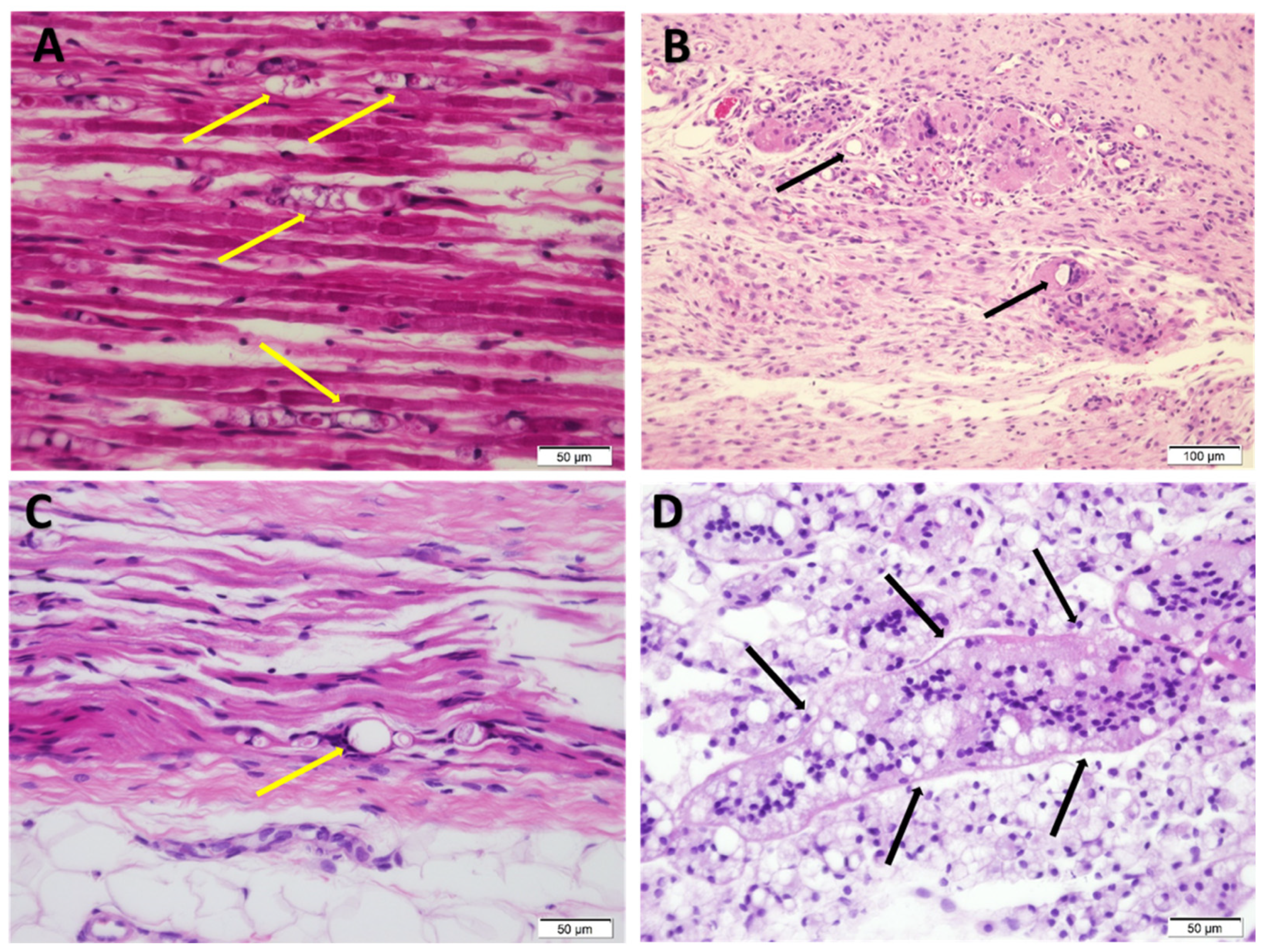 Pharmaceutics 13 00185 g006