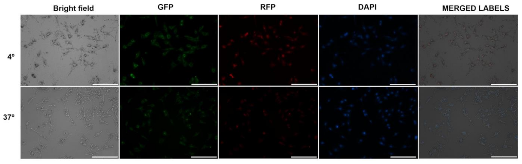 Pharmaceutics 13 00186 g009 Pharmaceutics 13 00186 g009