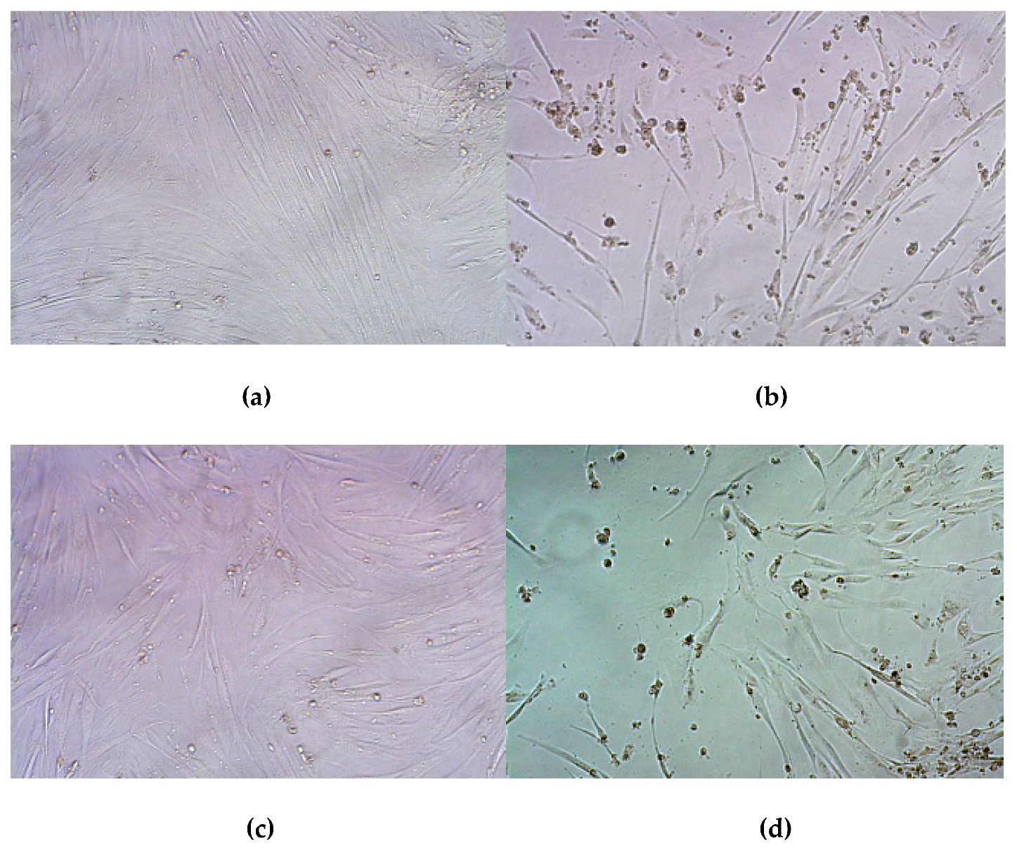 Pharmaceutics 13 00202 g010a