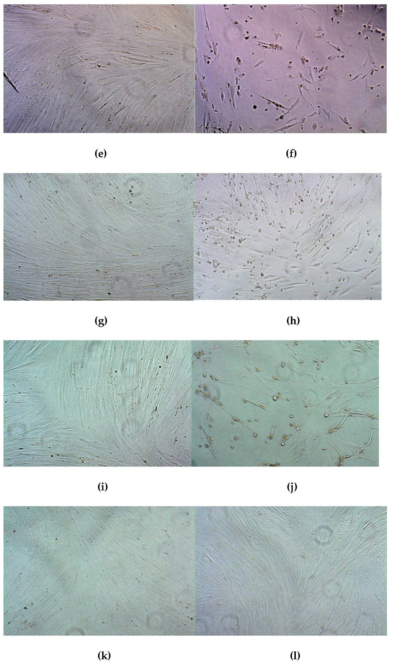 Pharmaceutics 13 00202 g010b
