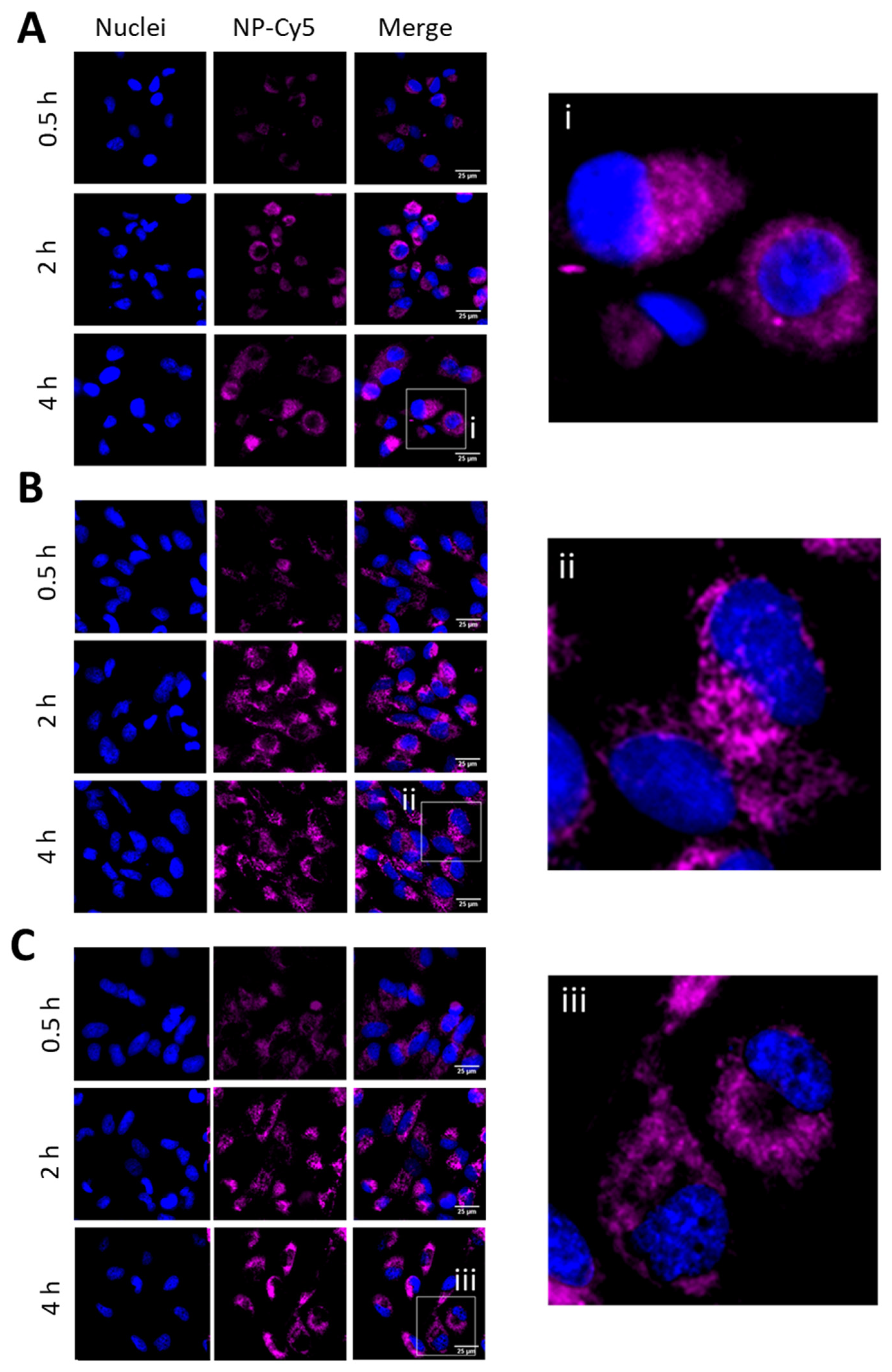 Pharmaceutics 13 00208 g004 Pharmaceutics 13 00208 g004