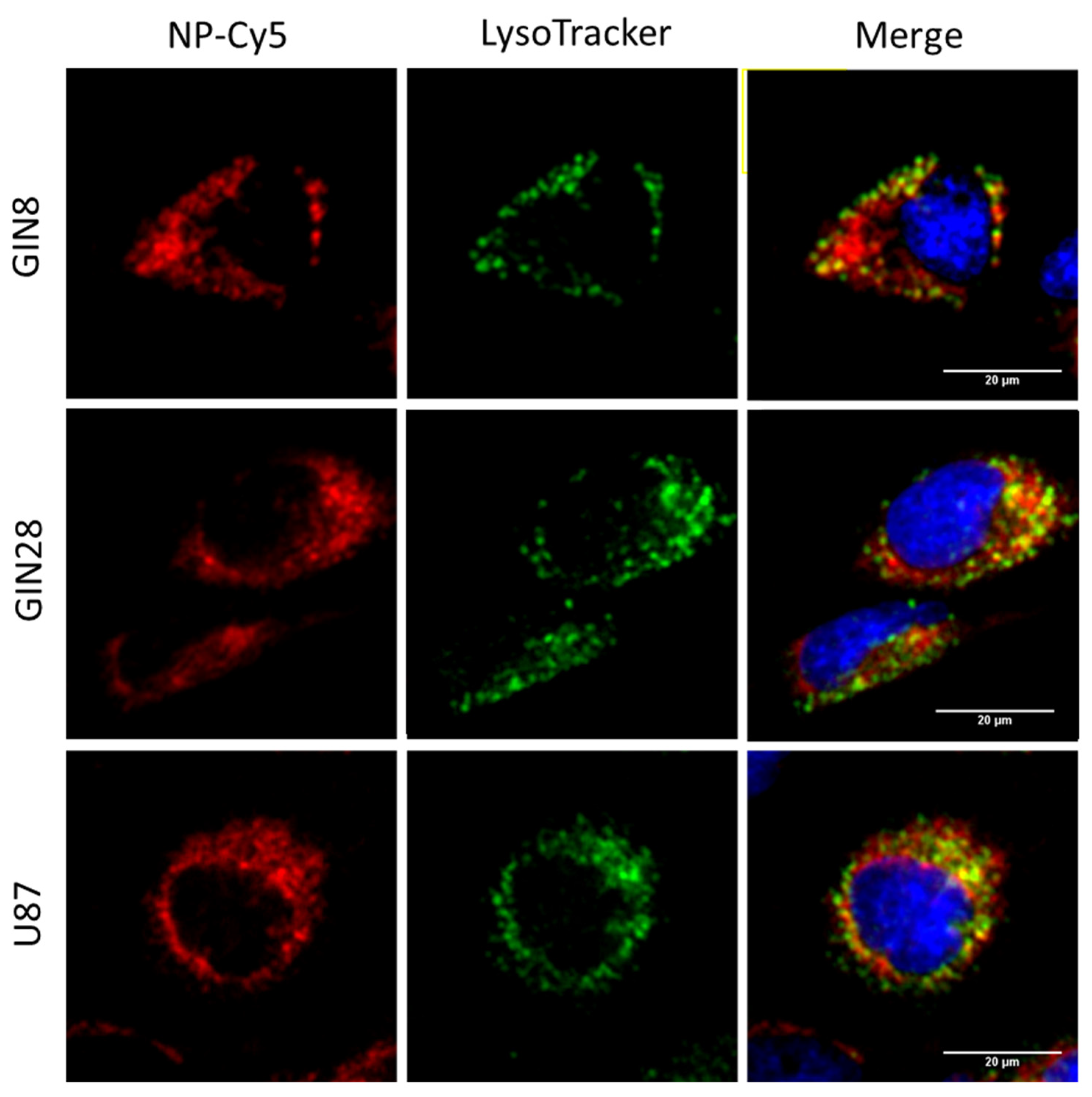 Pharmaceutics 13 00208 g006 Pharmaceutics 13 00208 g006