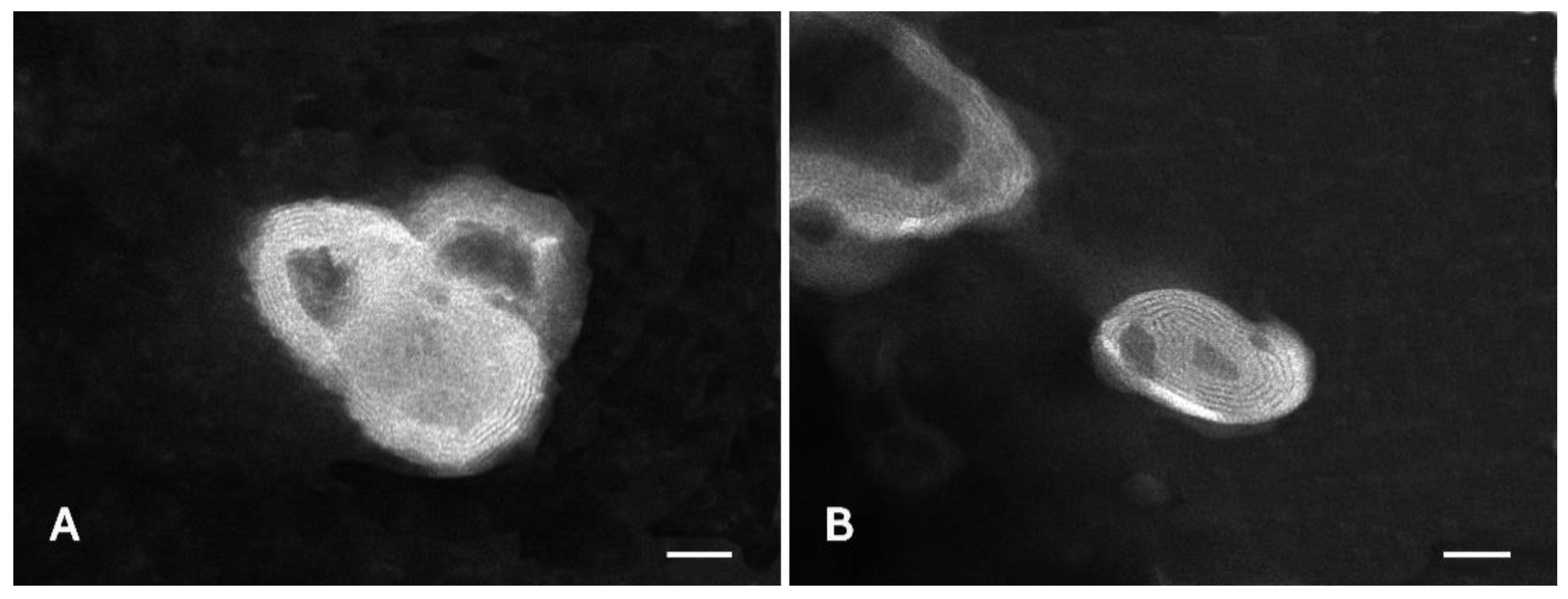 Pharmaceutics 13 00224 g007 Pharmaceutics 13 00224 g007