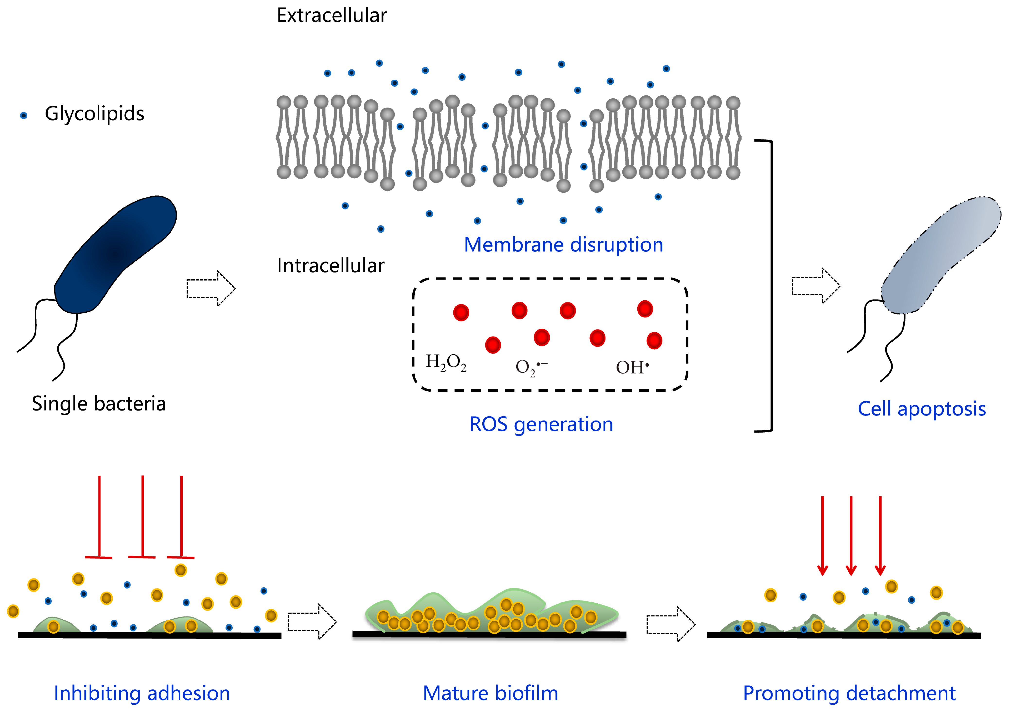 Pharmaceutics 13 00227 g007