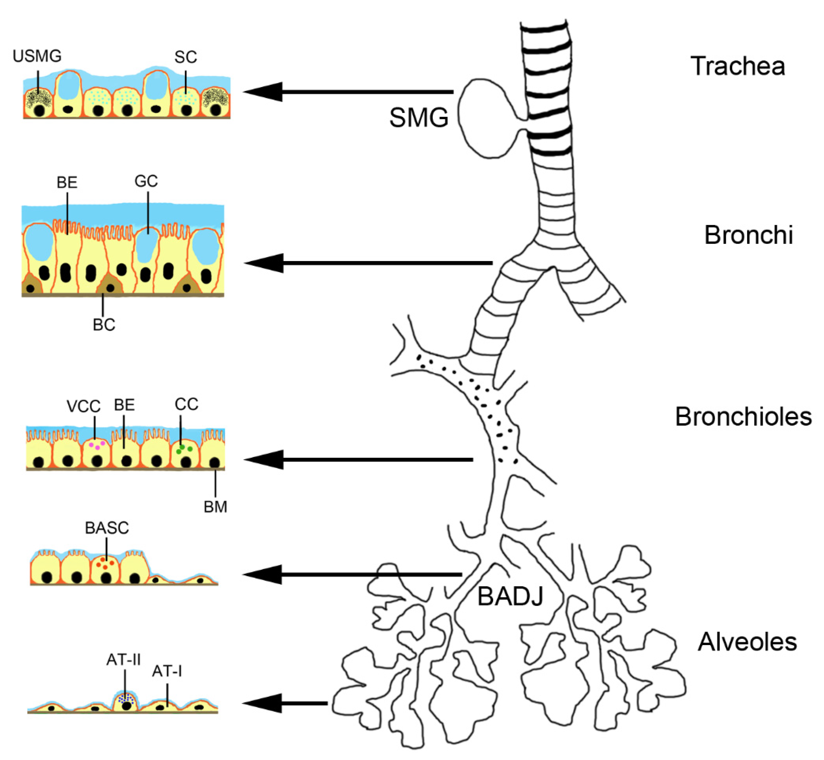 Pharmaceutics 13 00232 g001