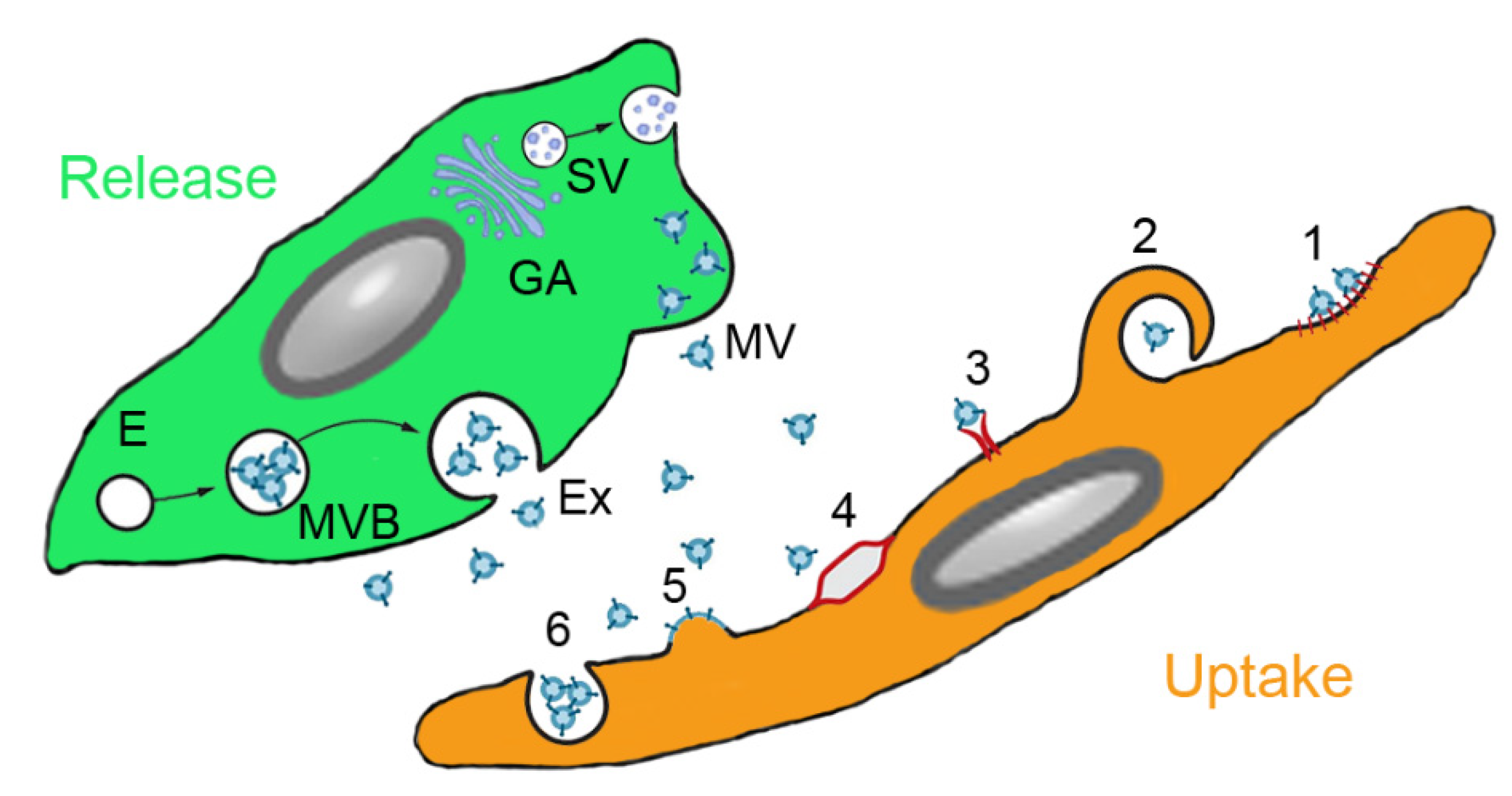 Pharmaceutics 13 00232 g002