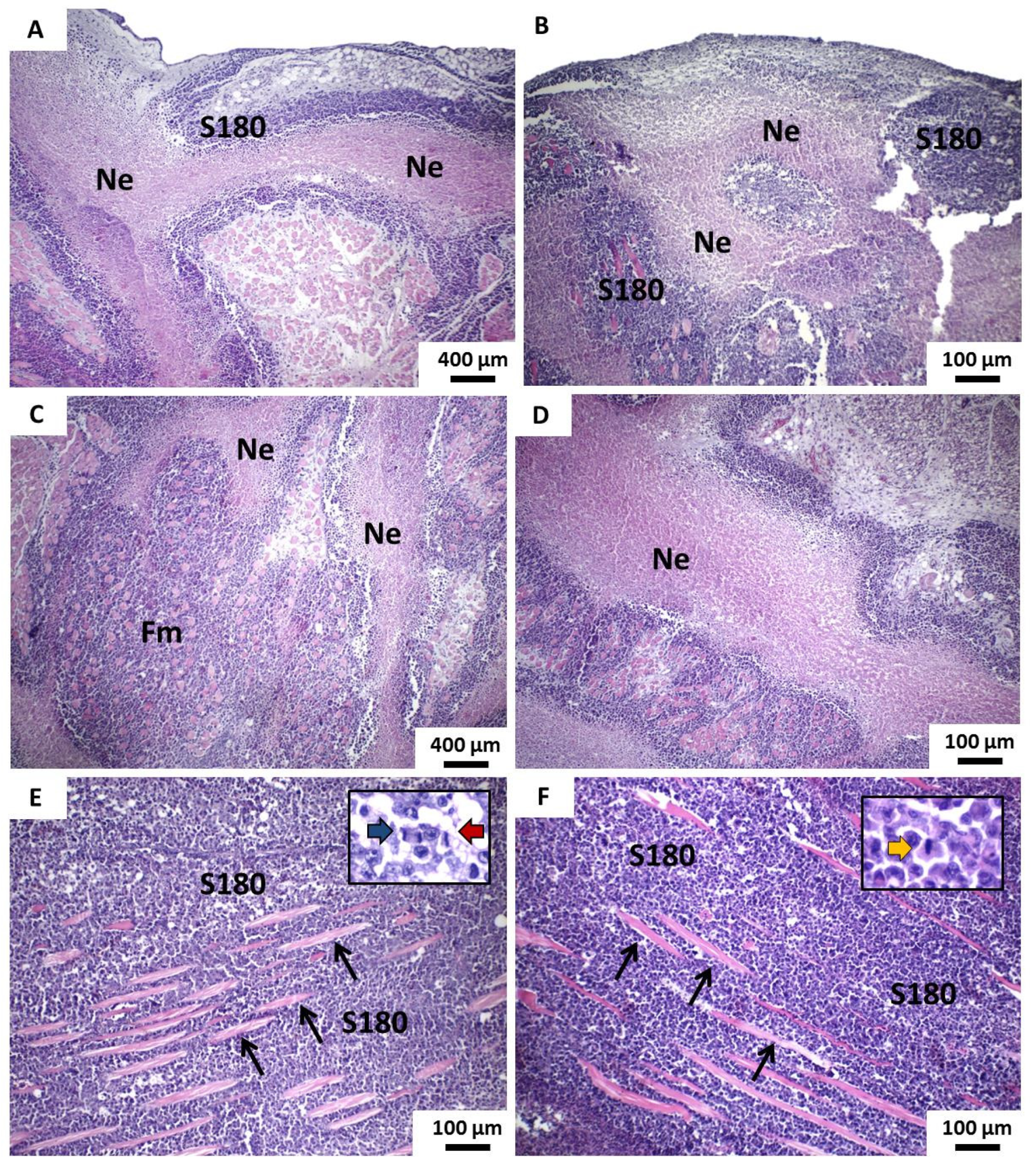 Pharmaceutics 13 00245 g008