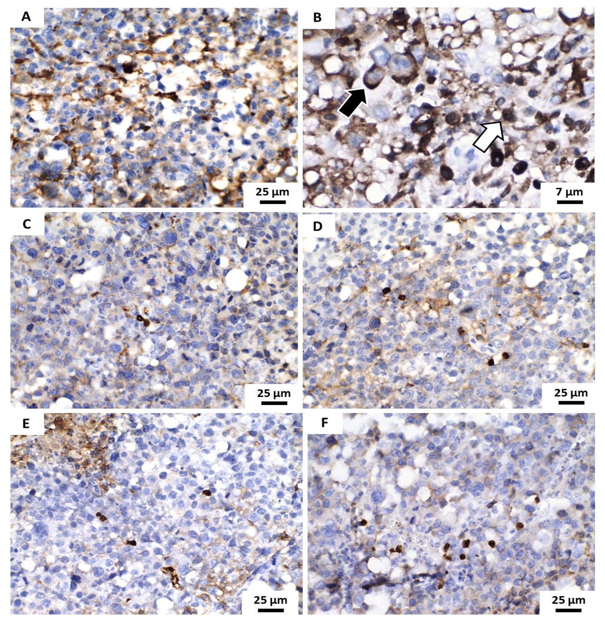 Pharmaceutics 13 00245 g009