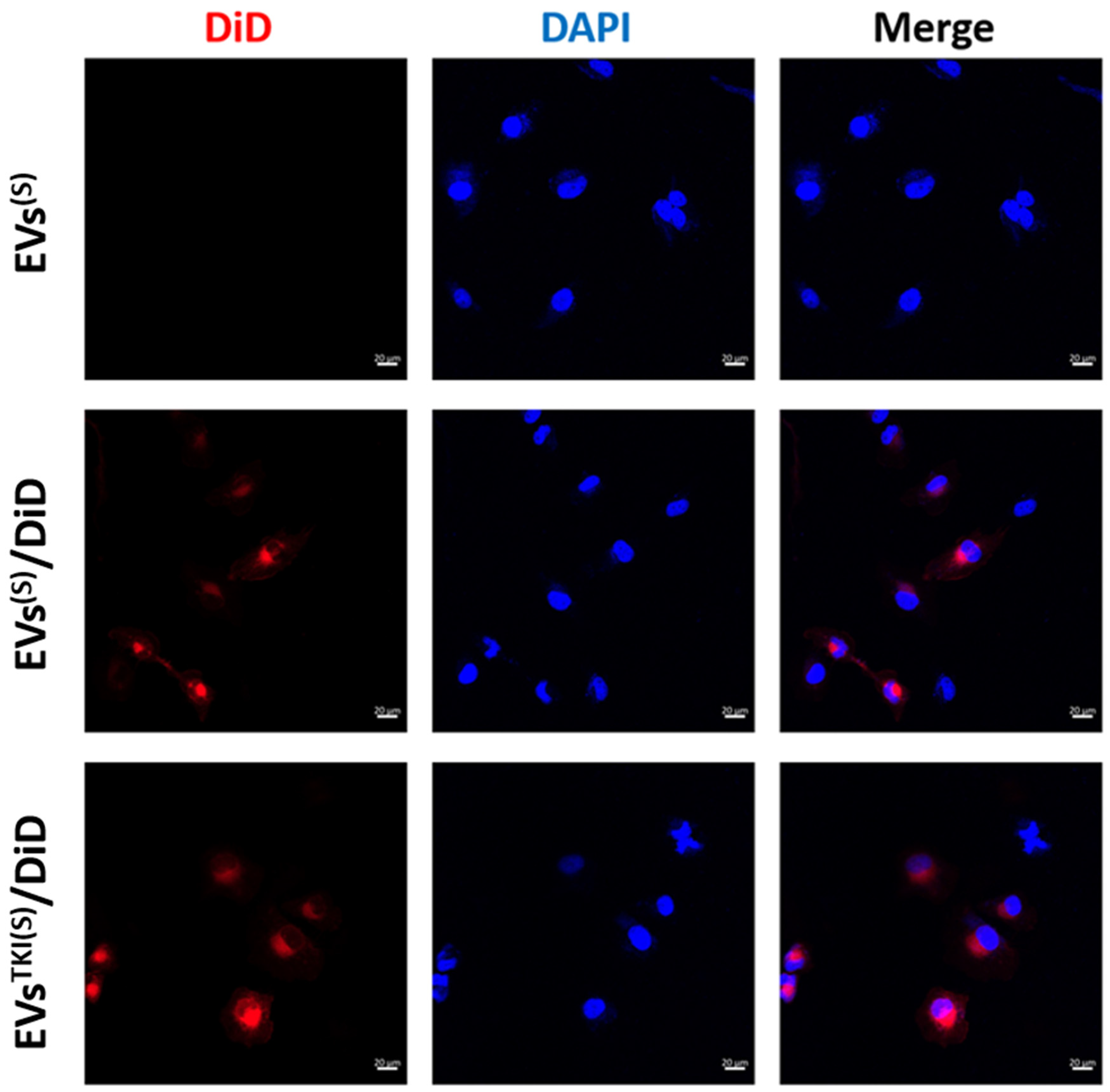 Pharmaceutics 13 00248 g005 Pharmaceutics 13 00248 g005