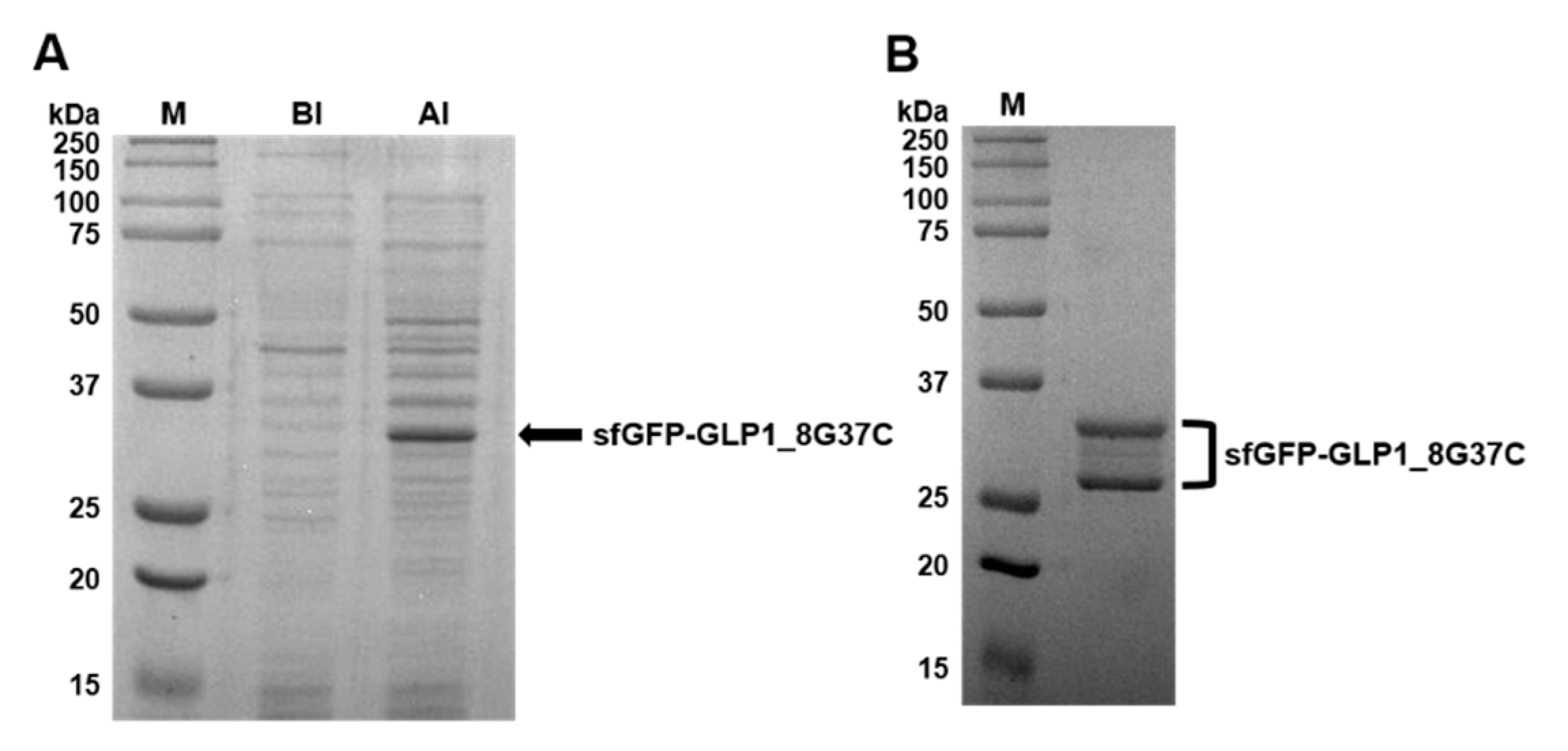 Pharmaceutics 13 00263 g003 Pharmaceutics 13 00263 g003