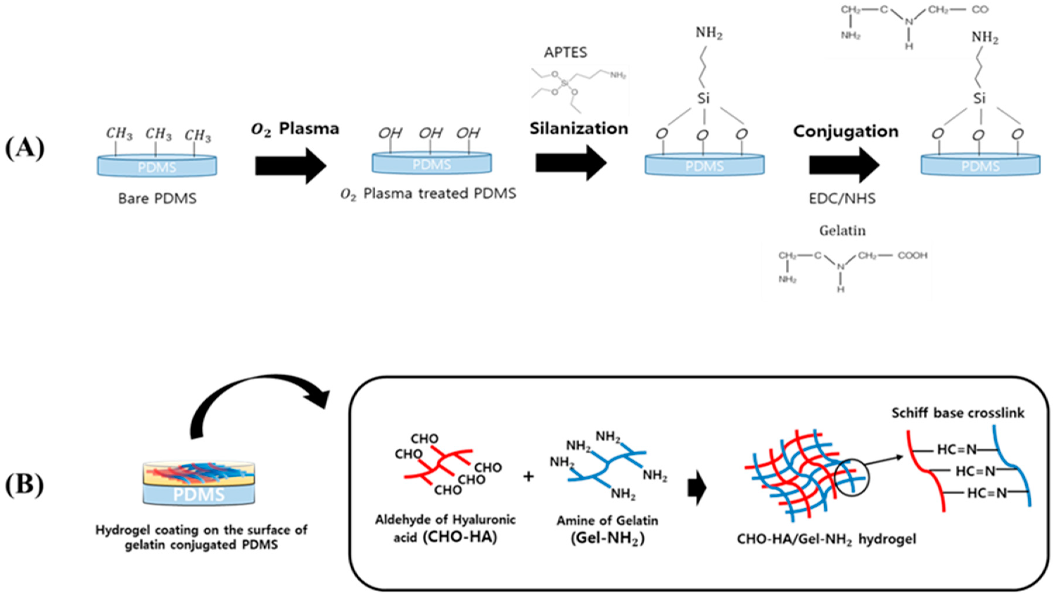 Pharmaceutics Free FullText Surface Coating with Hyaluronic Acid