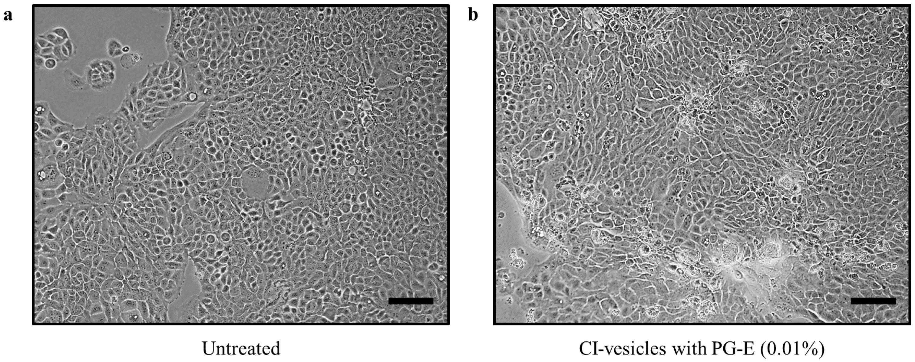 Pharmaceutics 13 00271 g005