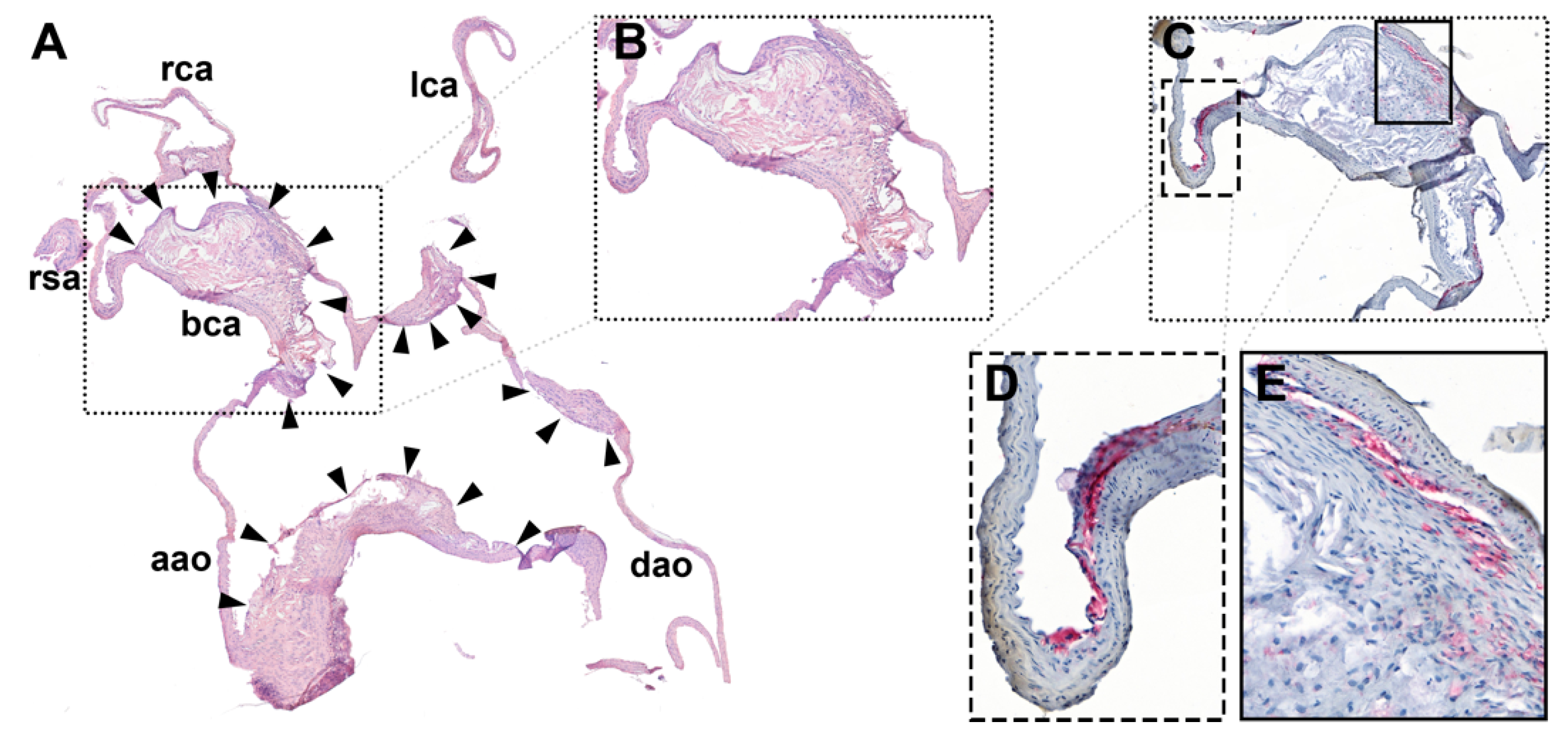 Pharmaceutics 13 00279 g006 Pharmaceutics 13 00279 g006