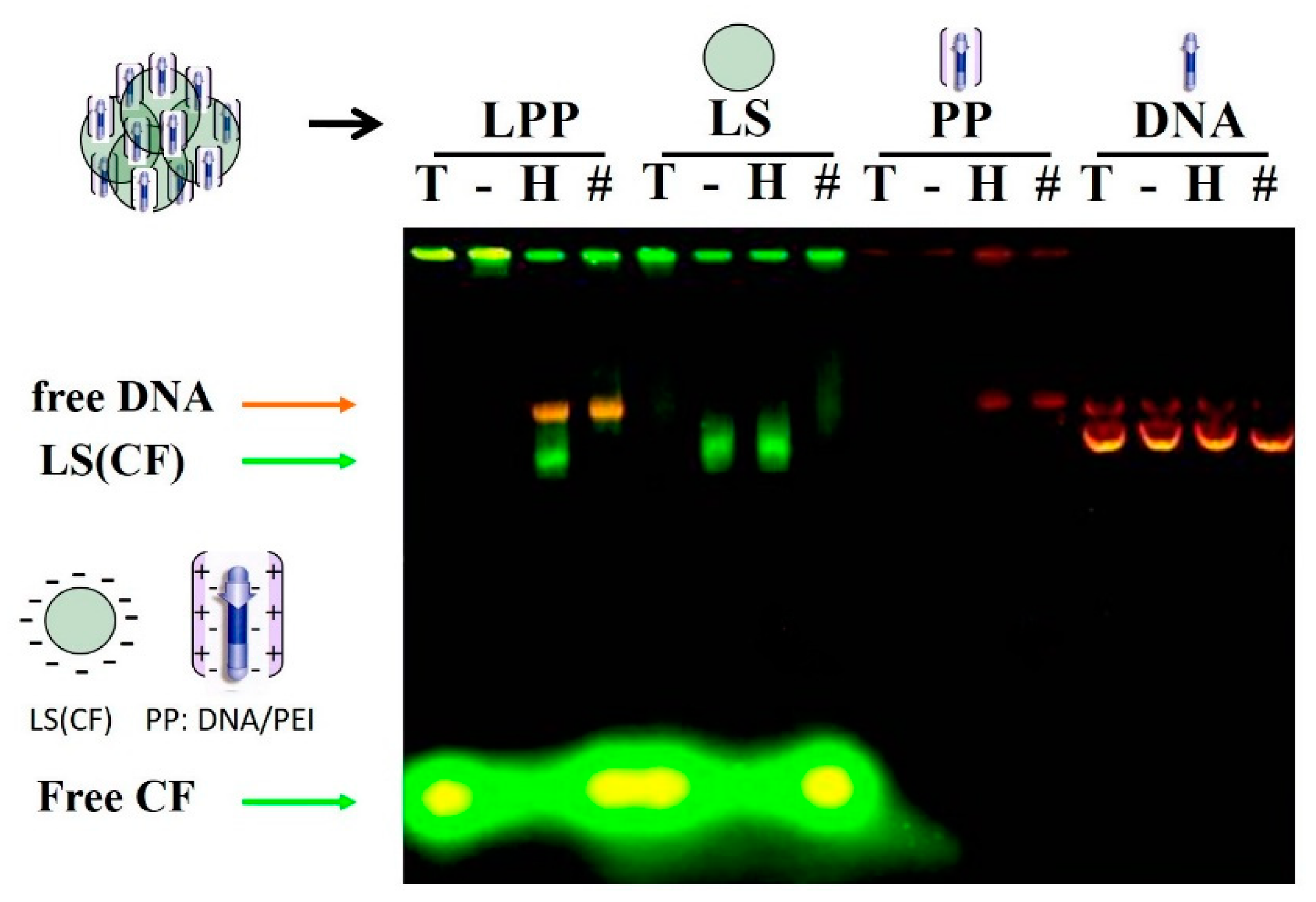 Pharmaceutics 13 00281 g002 Pharmaceutics 13 00281 g002