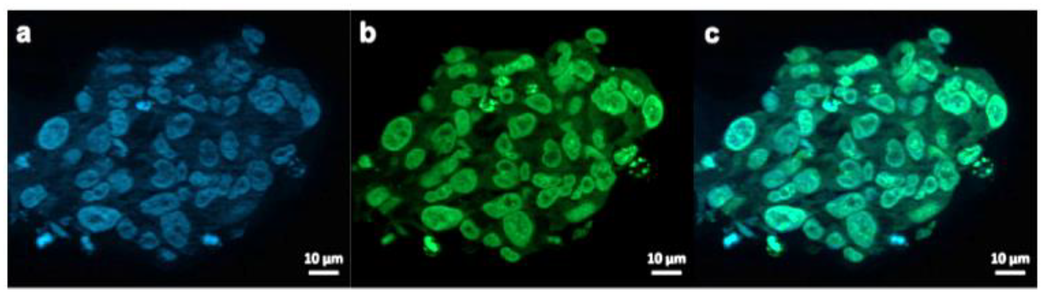 Pharmaceutics 13 00295 g007 Pharmaceutics 13 00295 g007