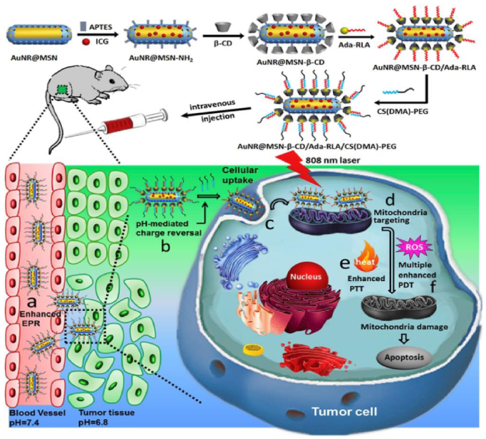Pharmaceutics 13 00296 g003