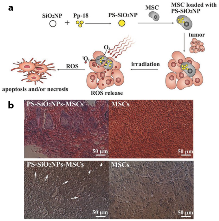 Pharmaceutics 13 00296 g007