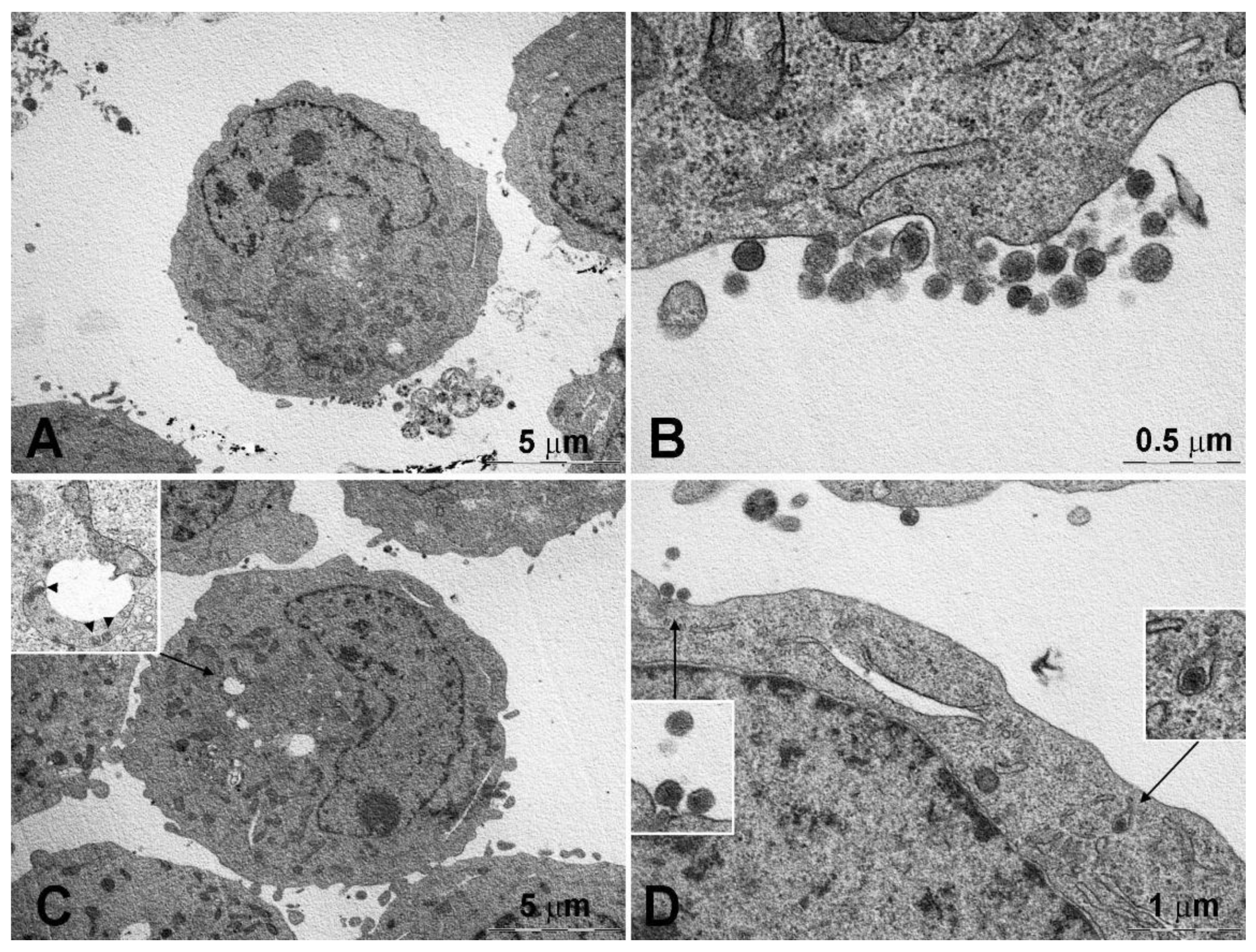 Pharmaceutics 13 00306 g006