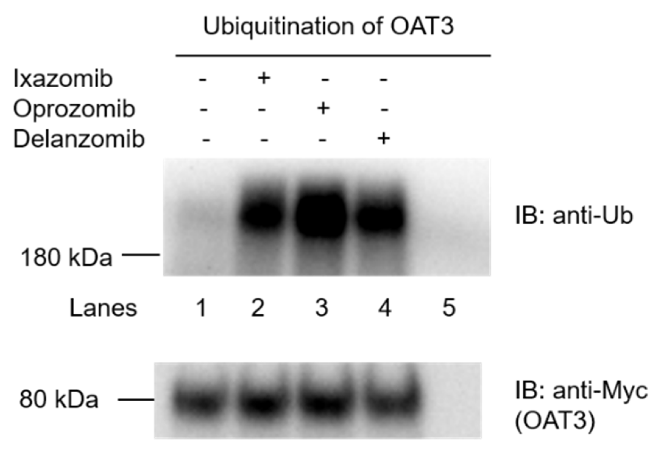 Pharmaceutics 13 00314 g001 Pharmaceutics 13 00314 g001