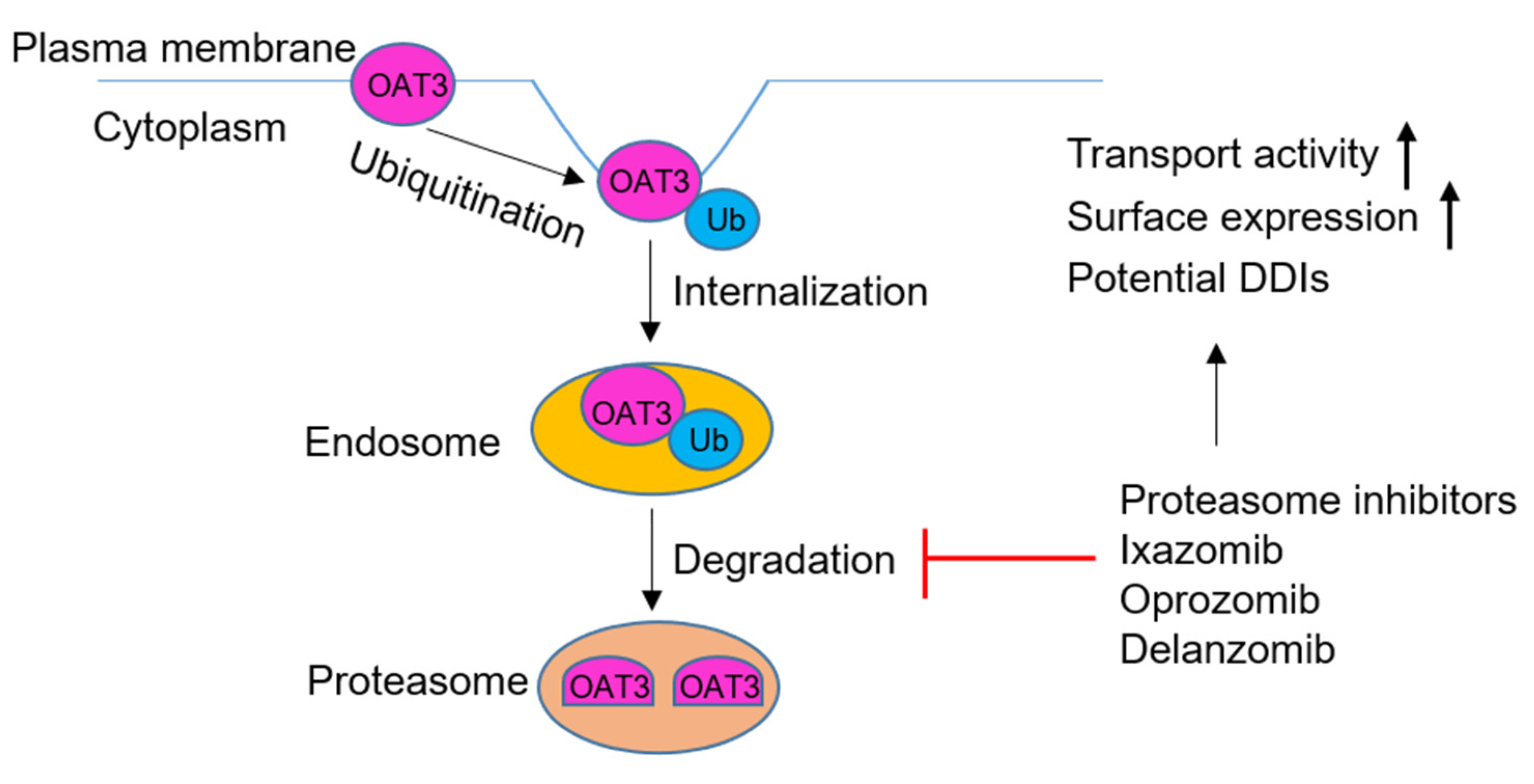Pharmaceutics 13 00314 g011 Pharmaceutics 13 00314 g011