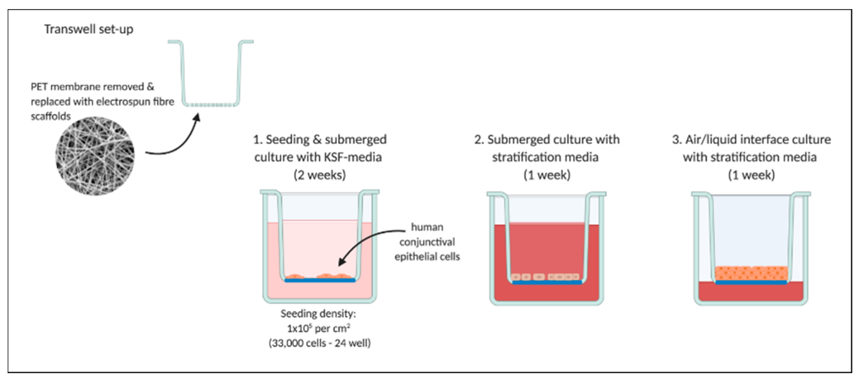 Pharmaceutics 13 00318 g002
