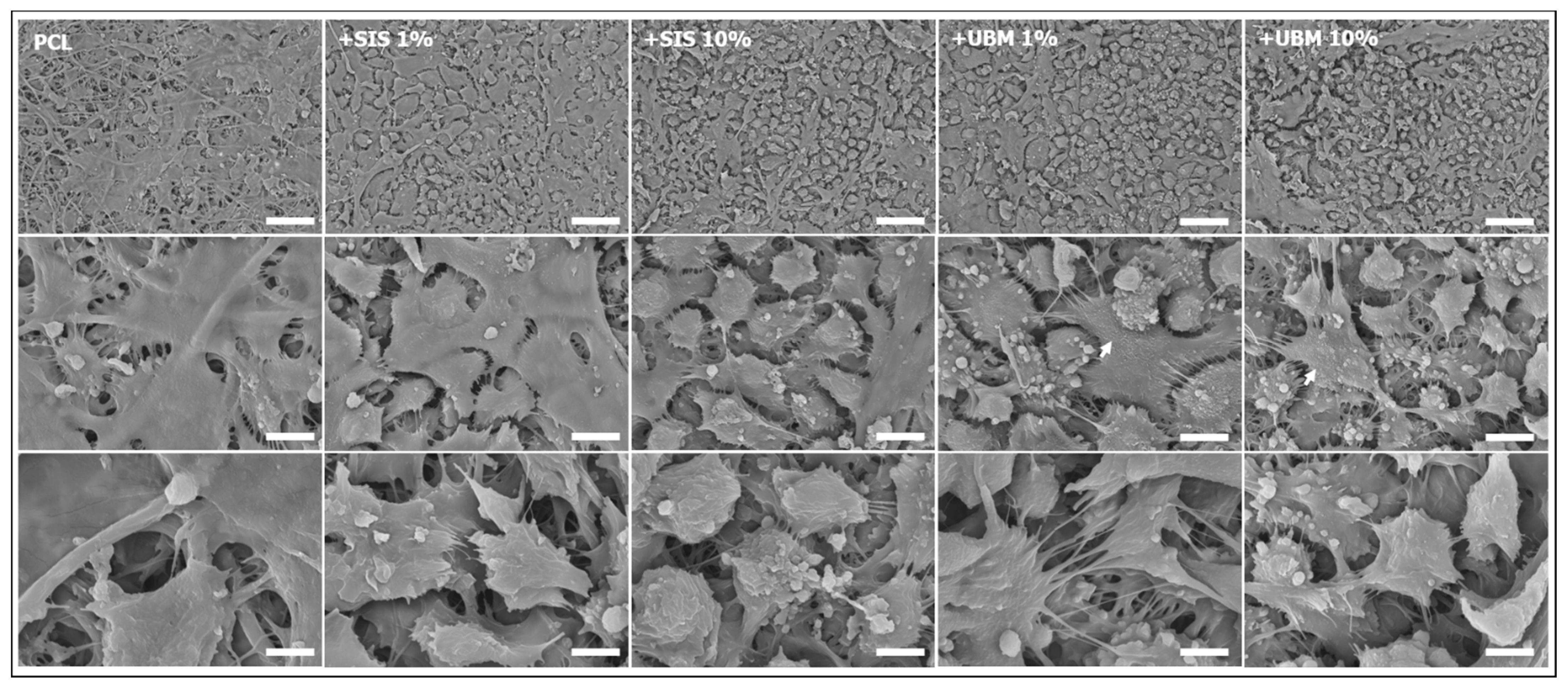 Pharmaceutics 13 00318 g007