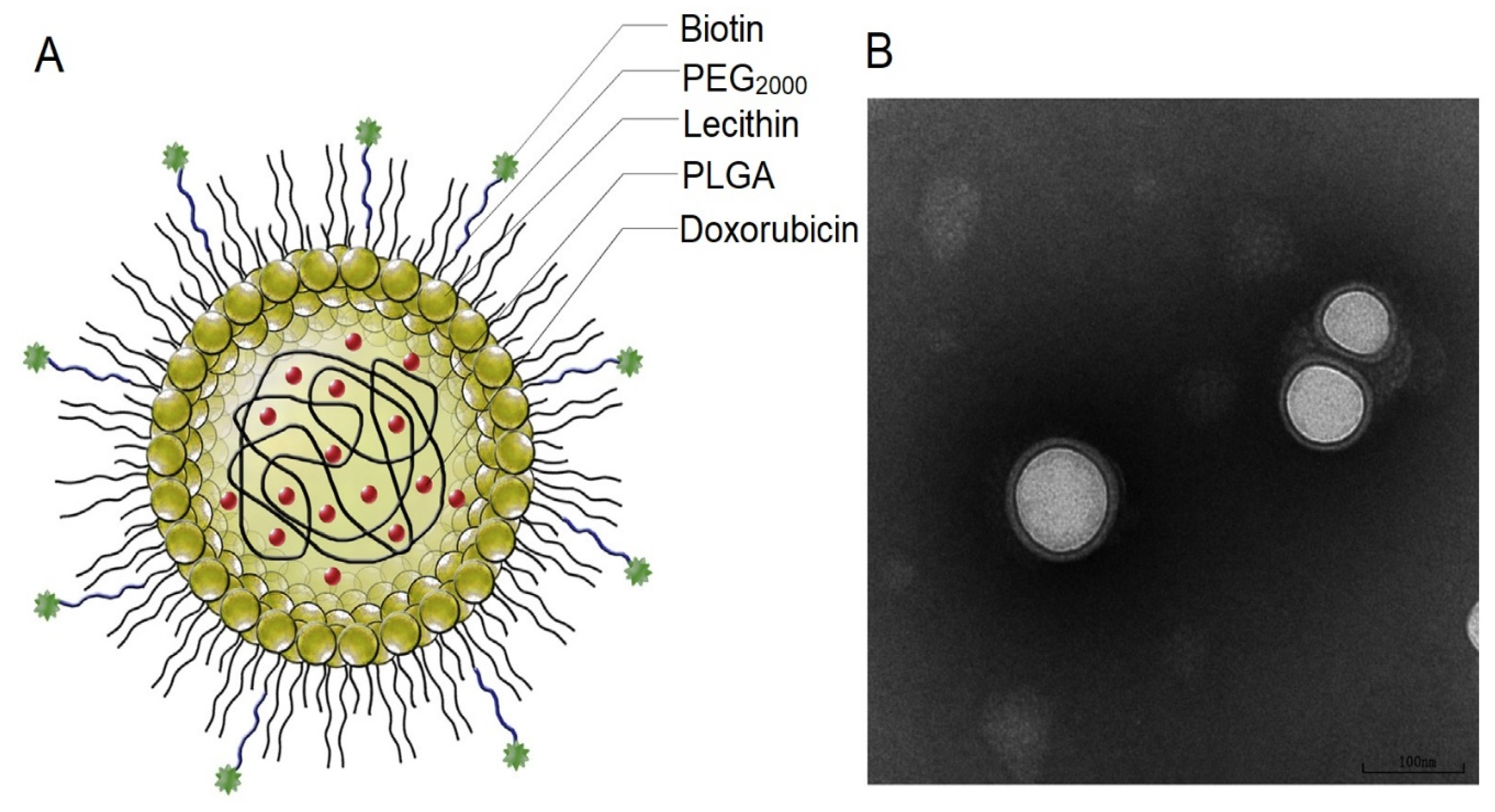 Pharmaceutics 13 00326 g005 Pharmaceutics 13 00326 g005