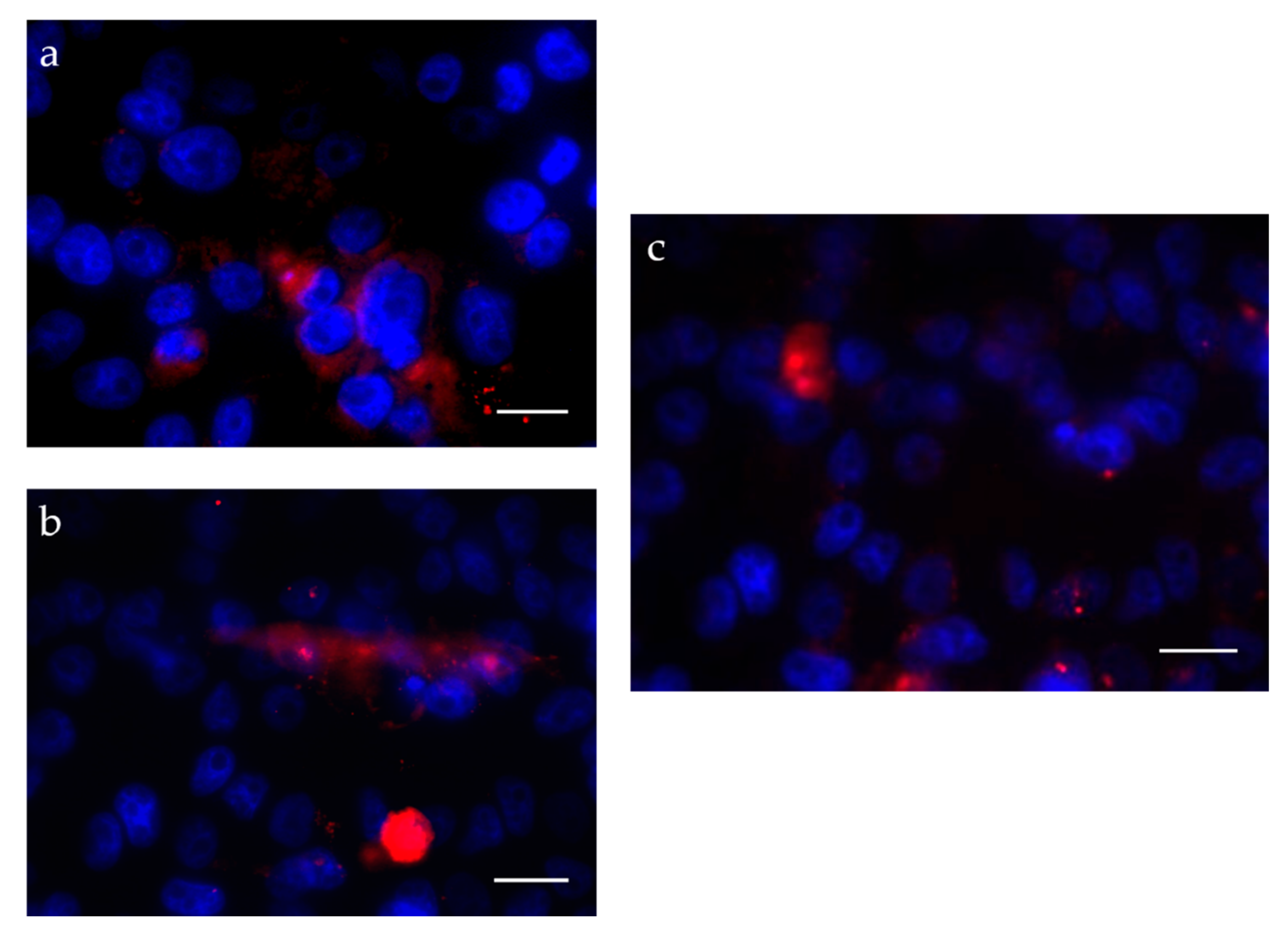 Pharmaceutics 13 00328 g008 Pharmaceutics 13 00328 g008