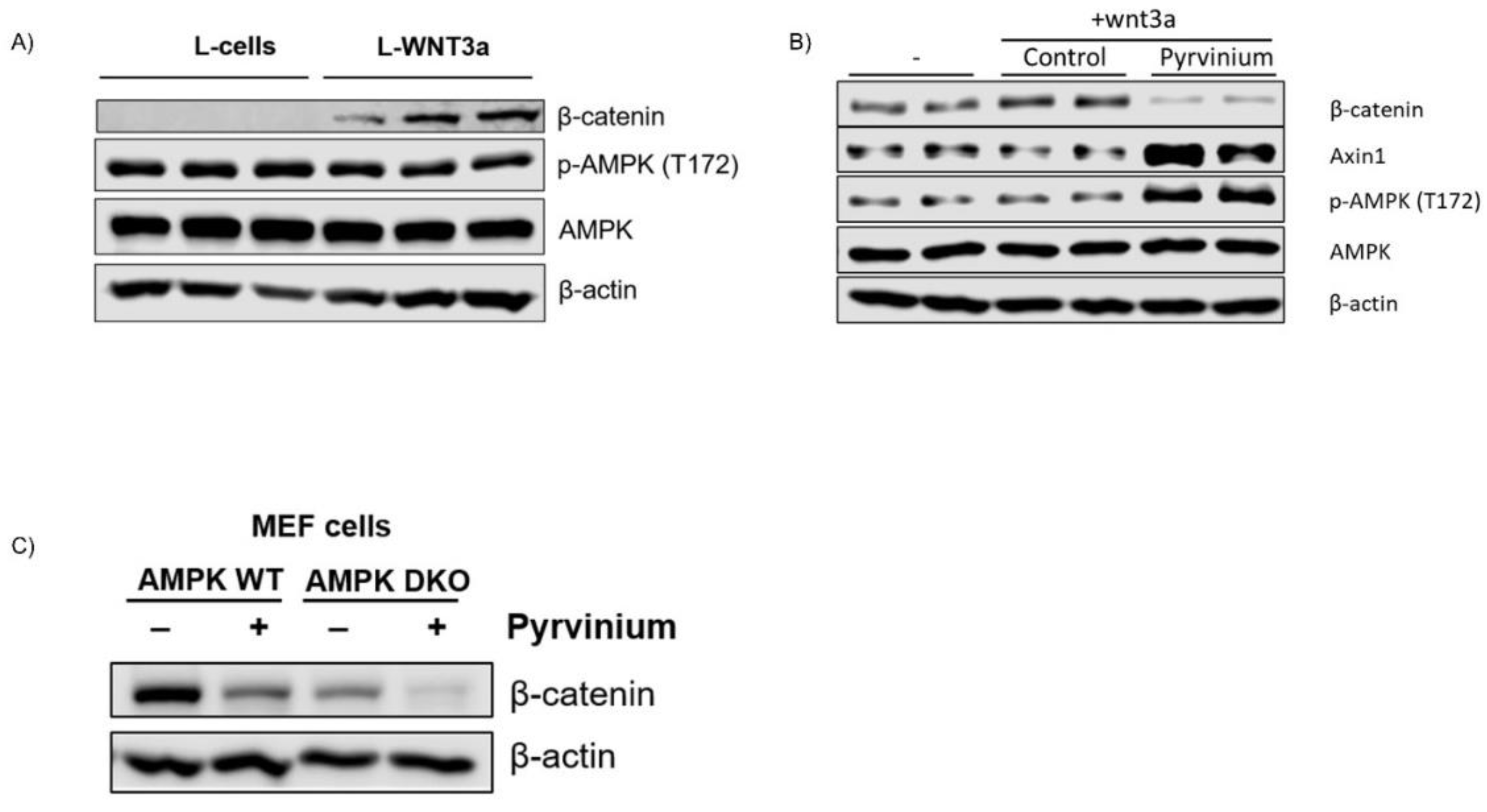 Pharmaceutics 13 00330 g006