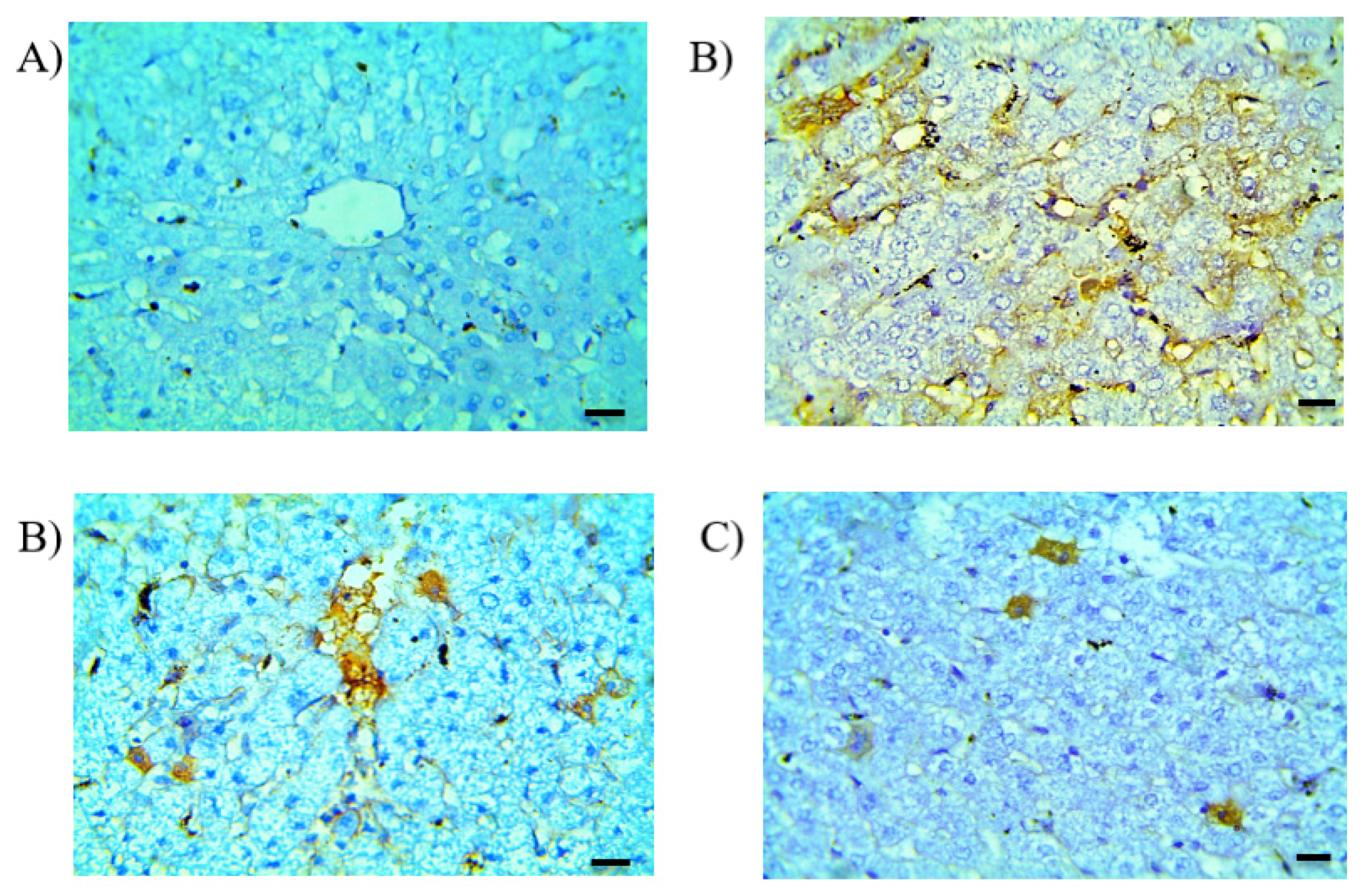 Pharmaceutics 13 00336 g008 Pharmaceutics 13 00336 g008