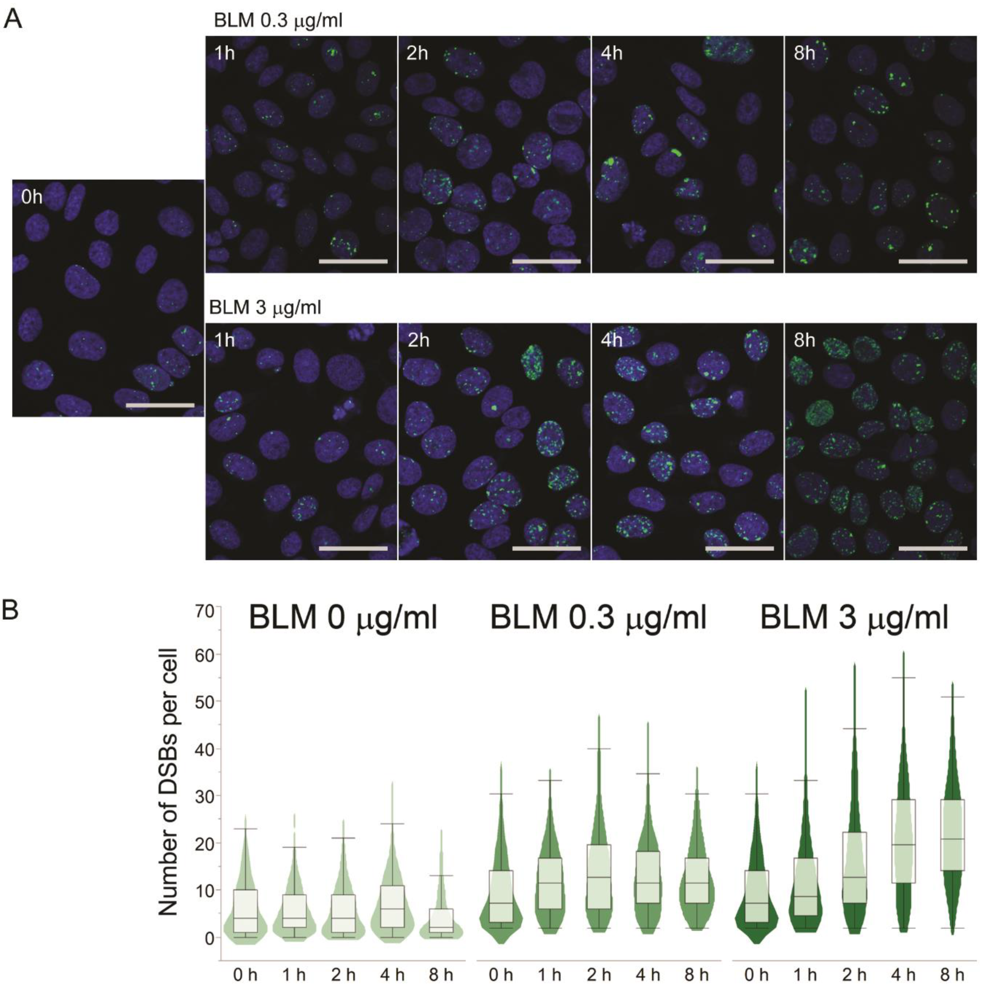 Pharmaceutics 13 00376 g003