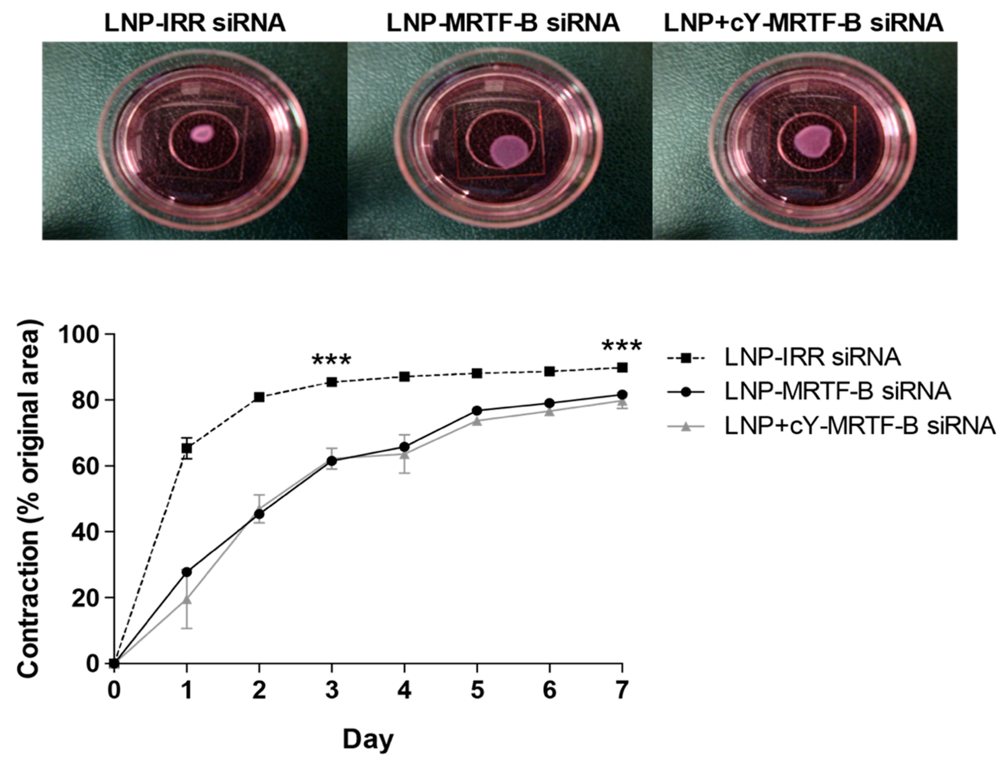 Pharmaceutics 13 00382 g007