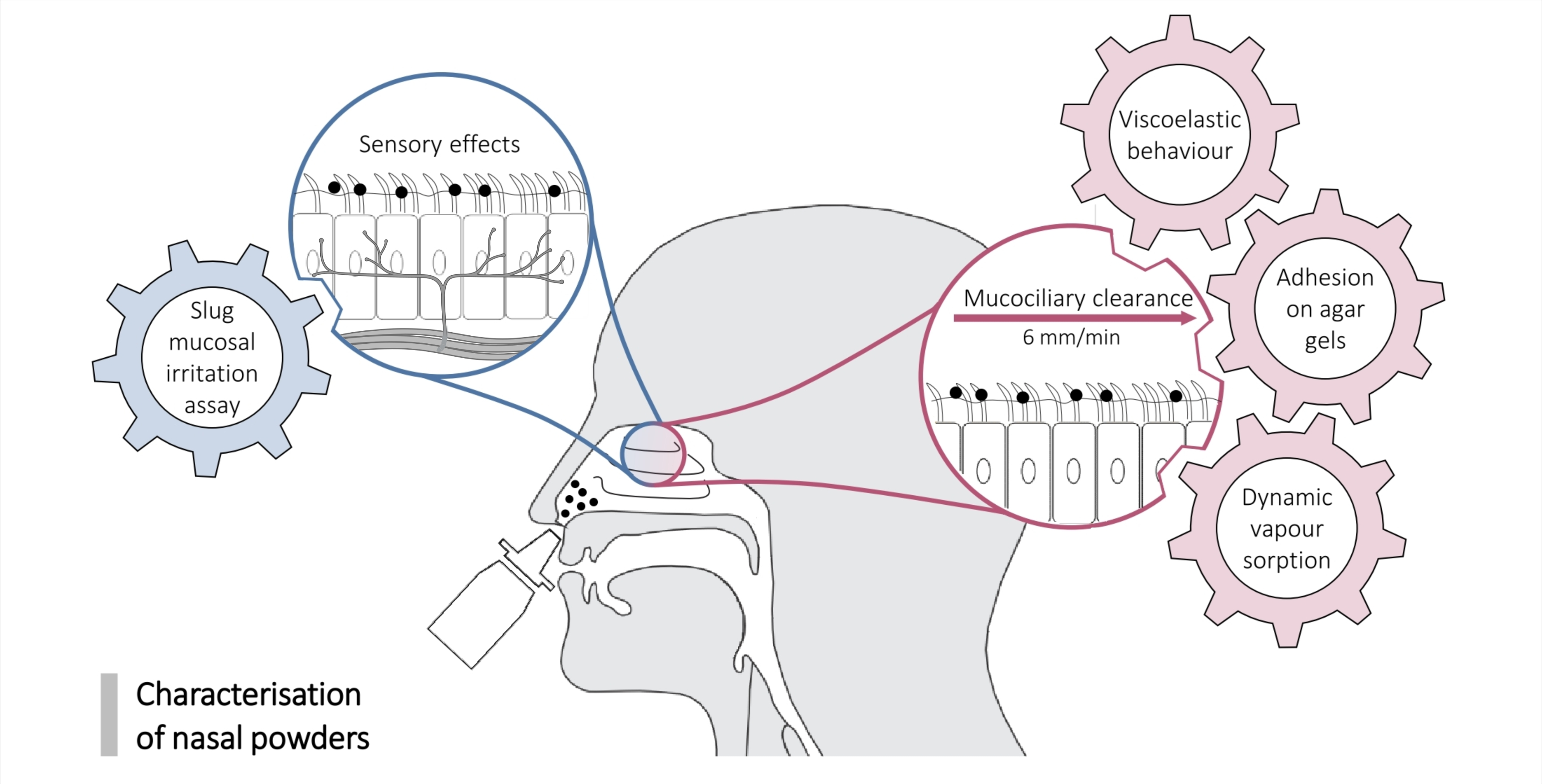 Pharmaceutics Free FullText Nasal Powder Formulations InVitro