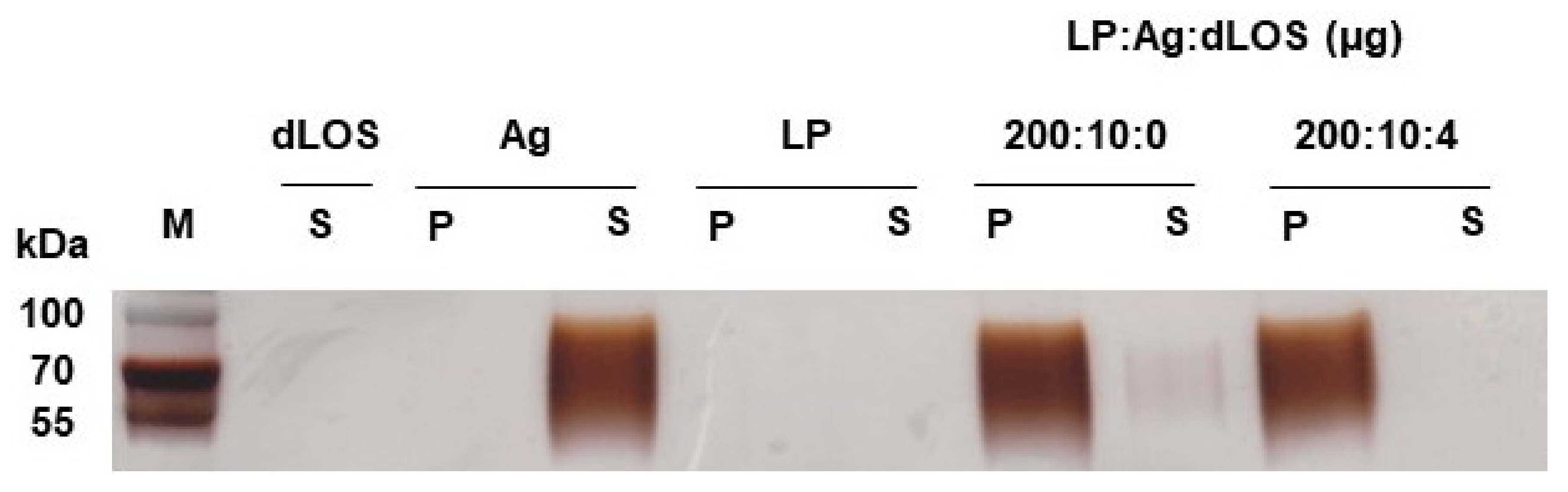 Pharmaceutics 13 00390 g003 Pharmaceutics 13 00390 g003