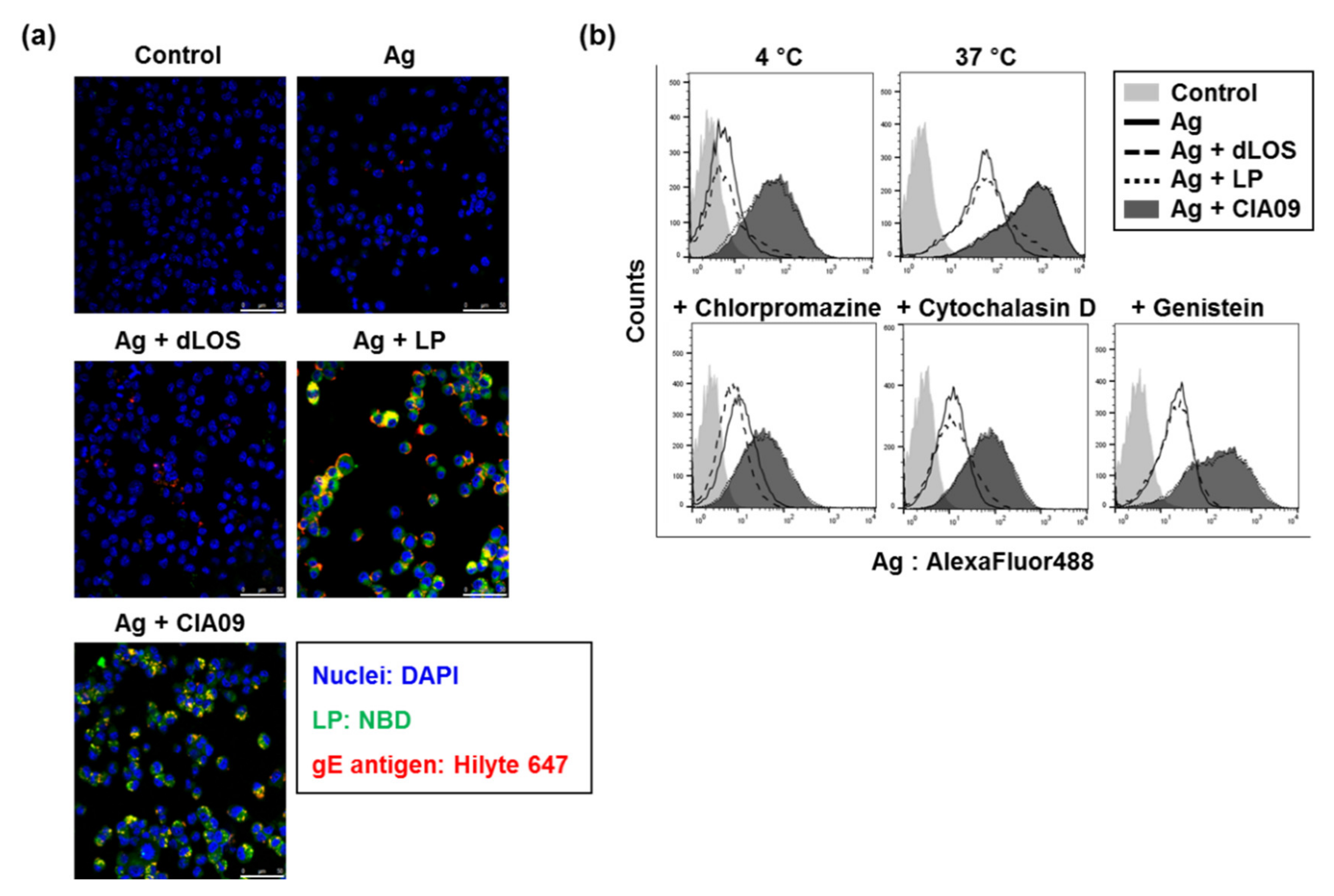 Pharmaceutics 13 00390 g004 Pharmaceutics 13 00390 g004