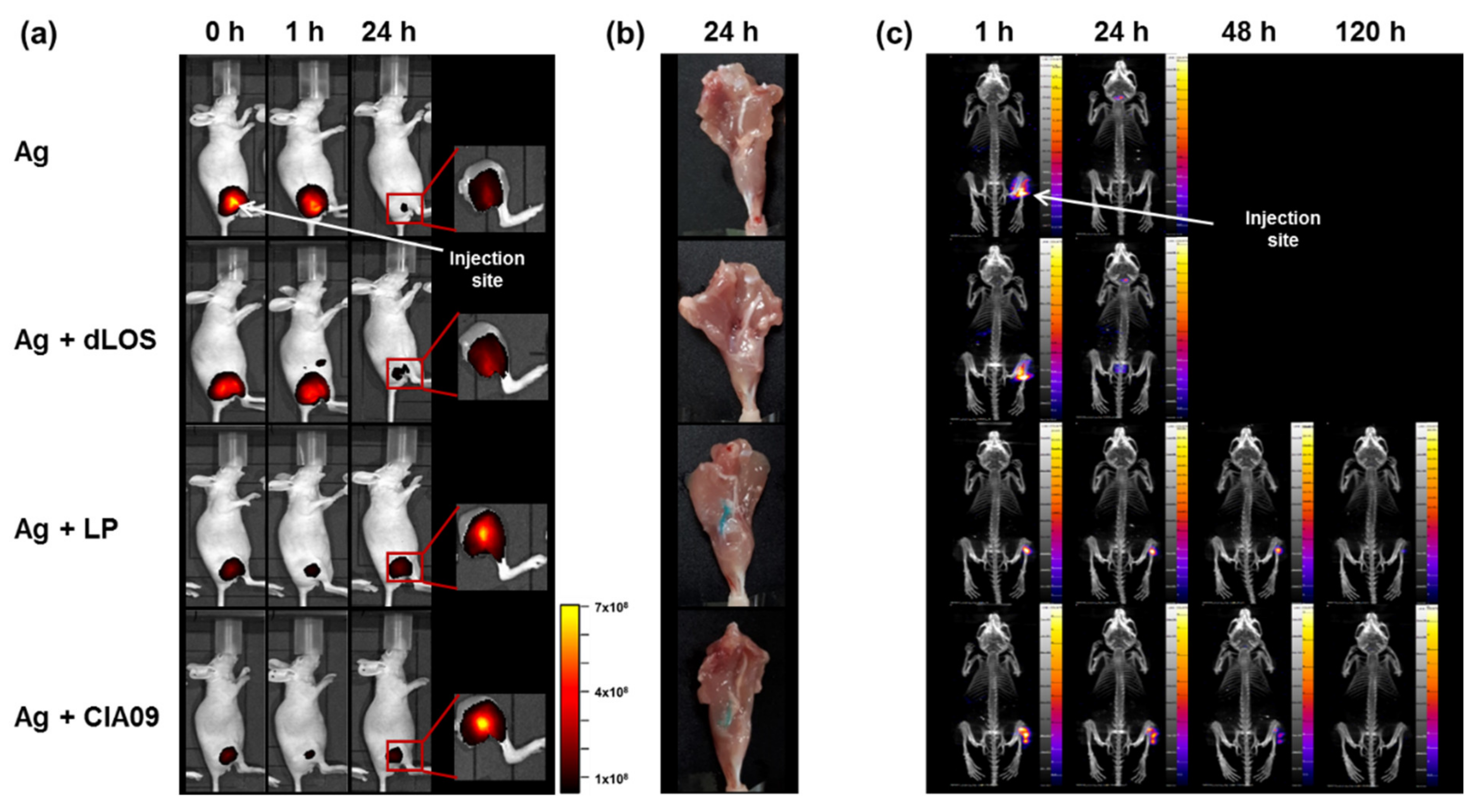 Pharmaceutics 13 00390 g009 Pharmaceutics 13 00390 g009