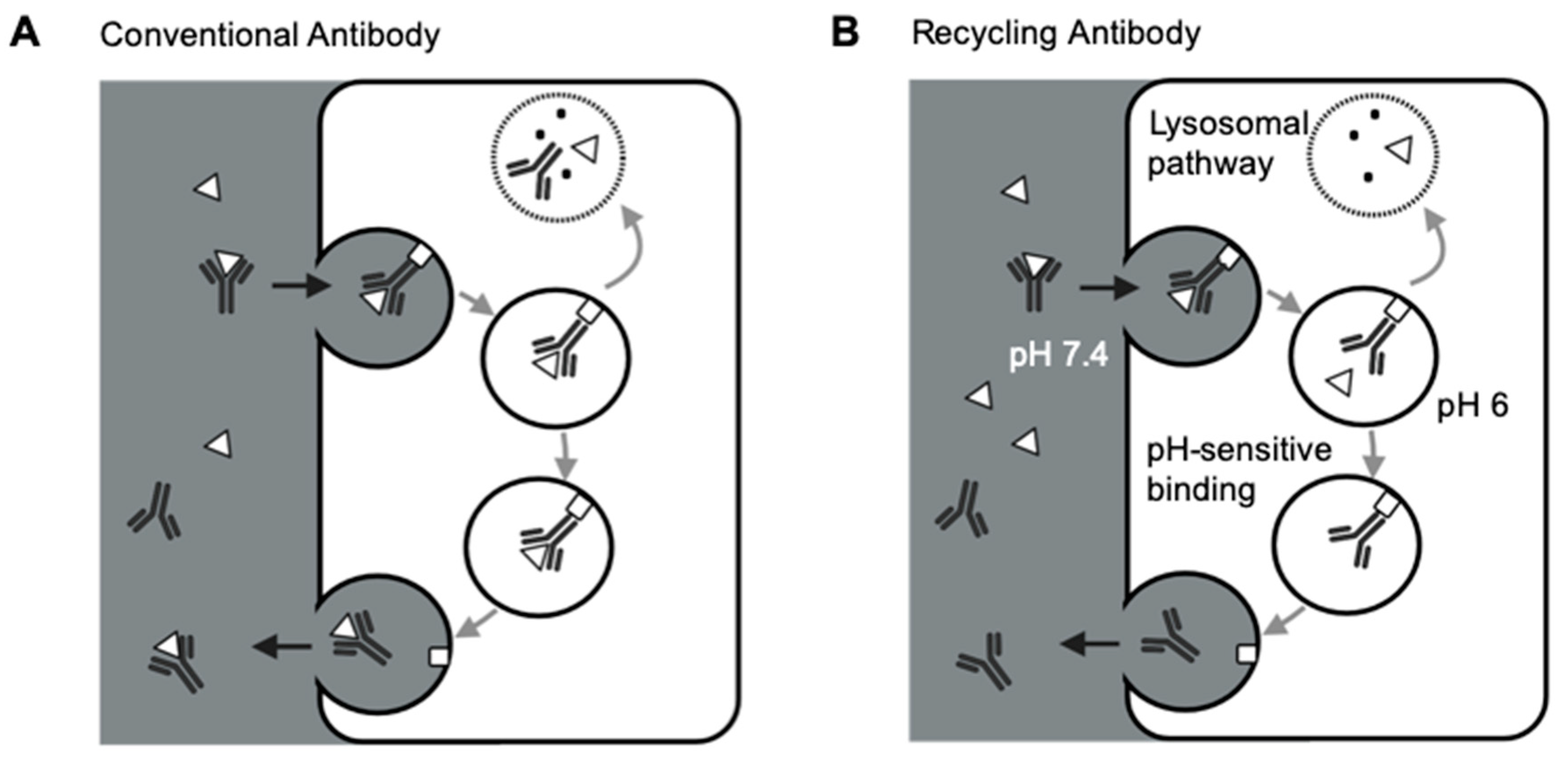 Pharmaceutics 13 00422 g002