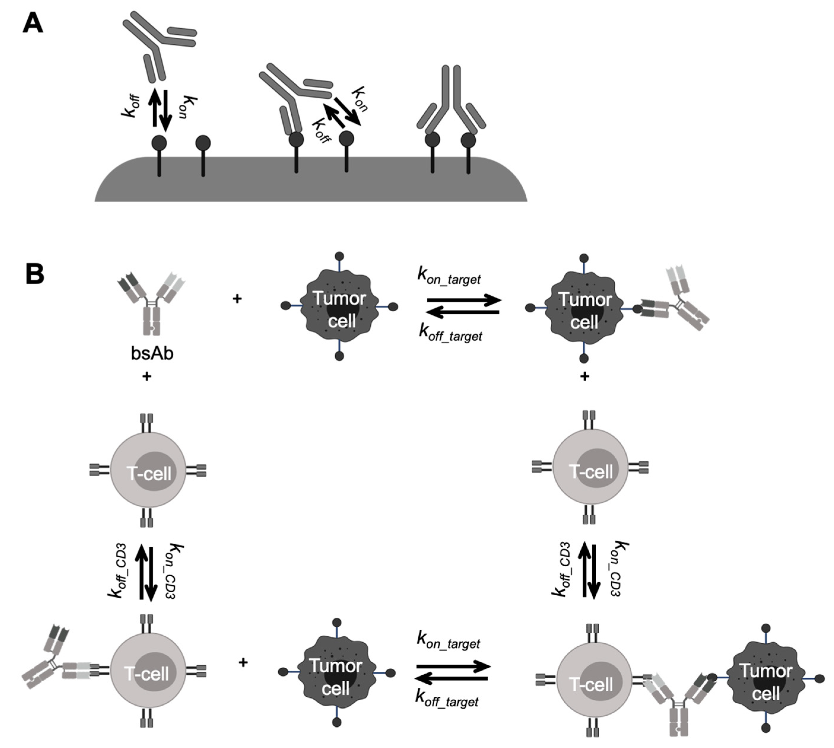 15+ Art Labeling Activity Functions Of Antibodies Icon Sarahsoriano