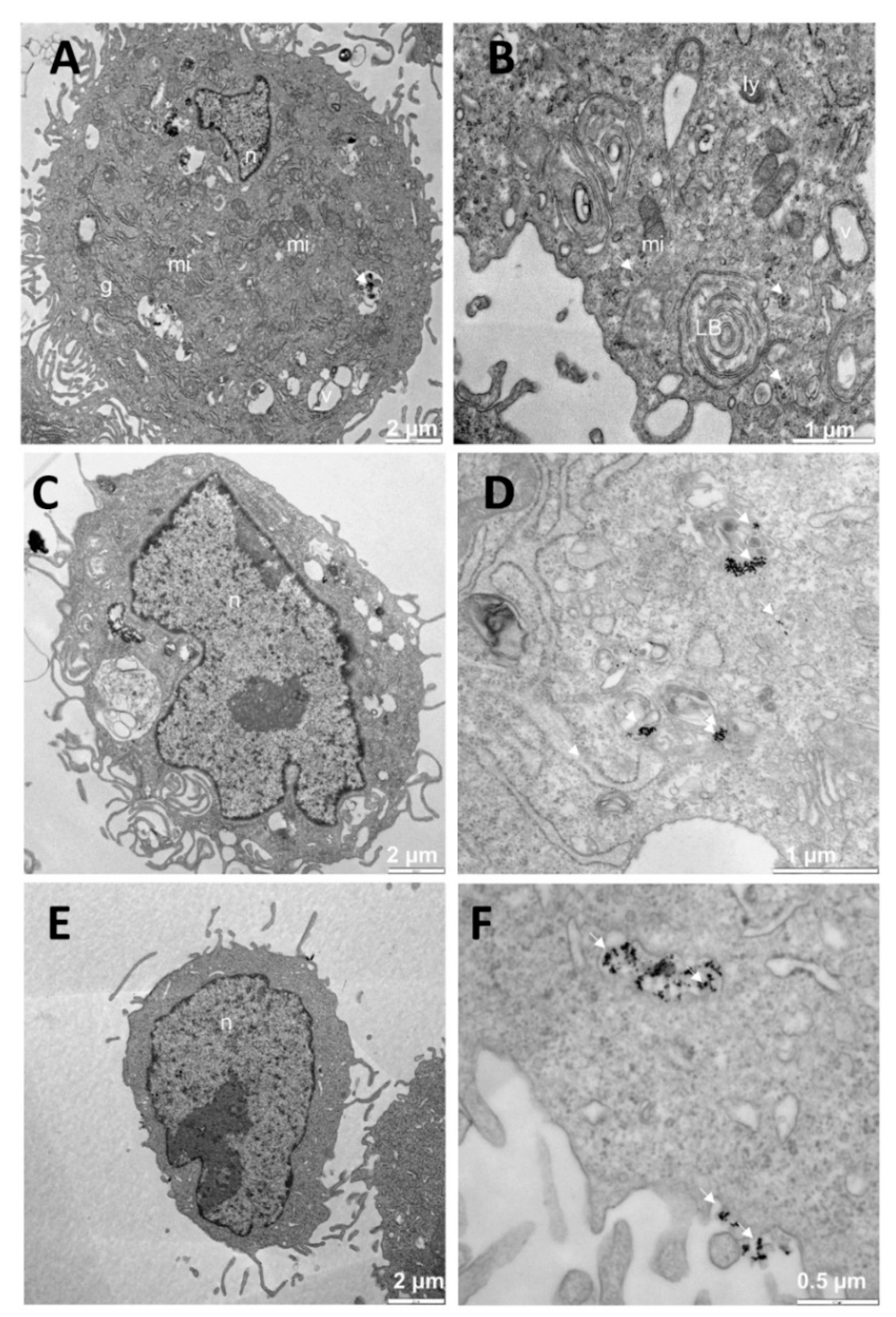 Pharmaceutics 13 00423 g007 Pharmaceutics 13 00423 g007
