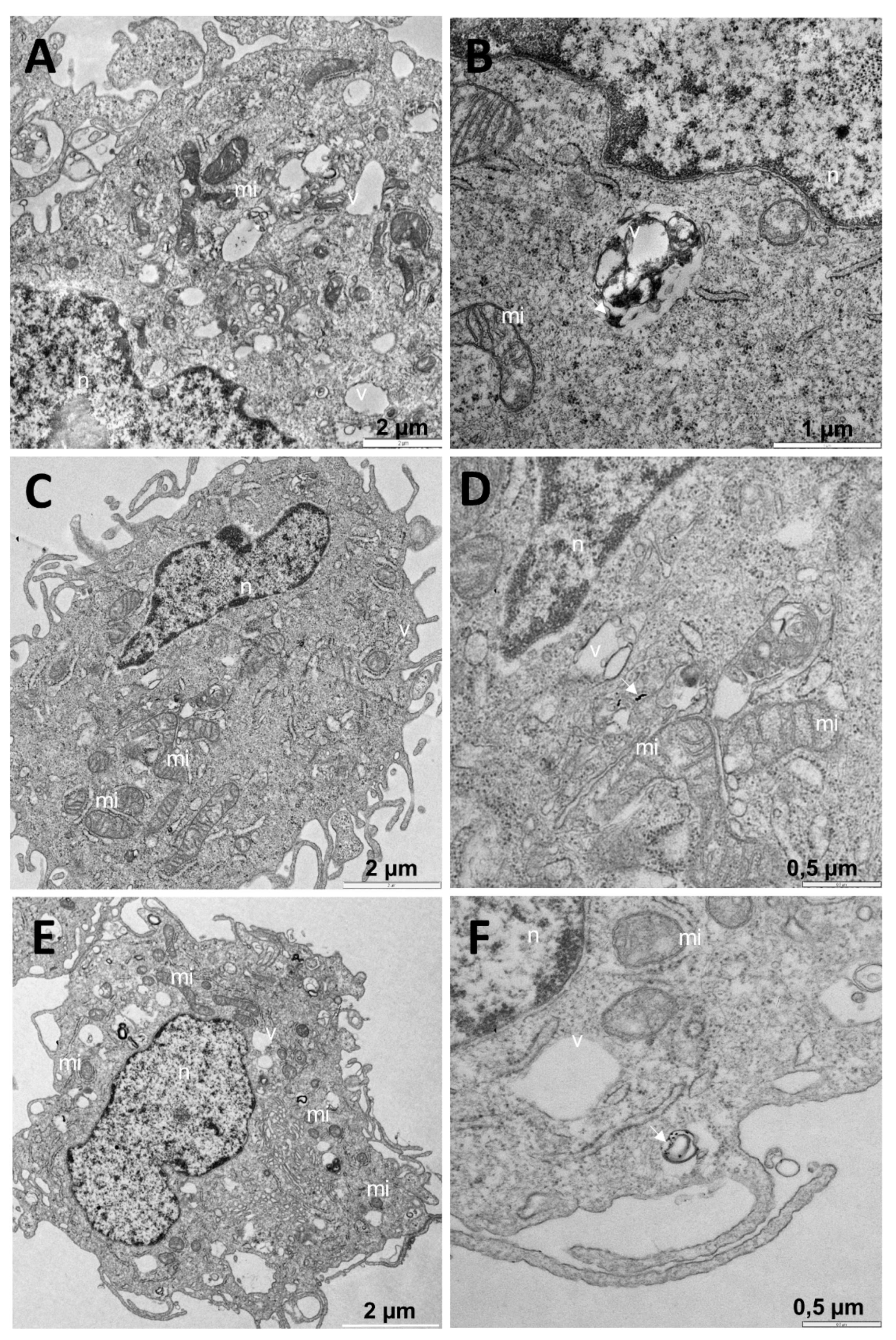 Pharmaceutics 13 00423 g010 Pharmaceutics 13 00423 g010