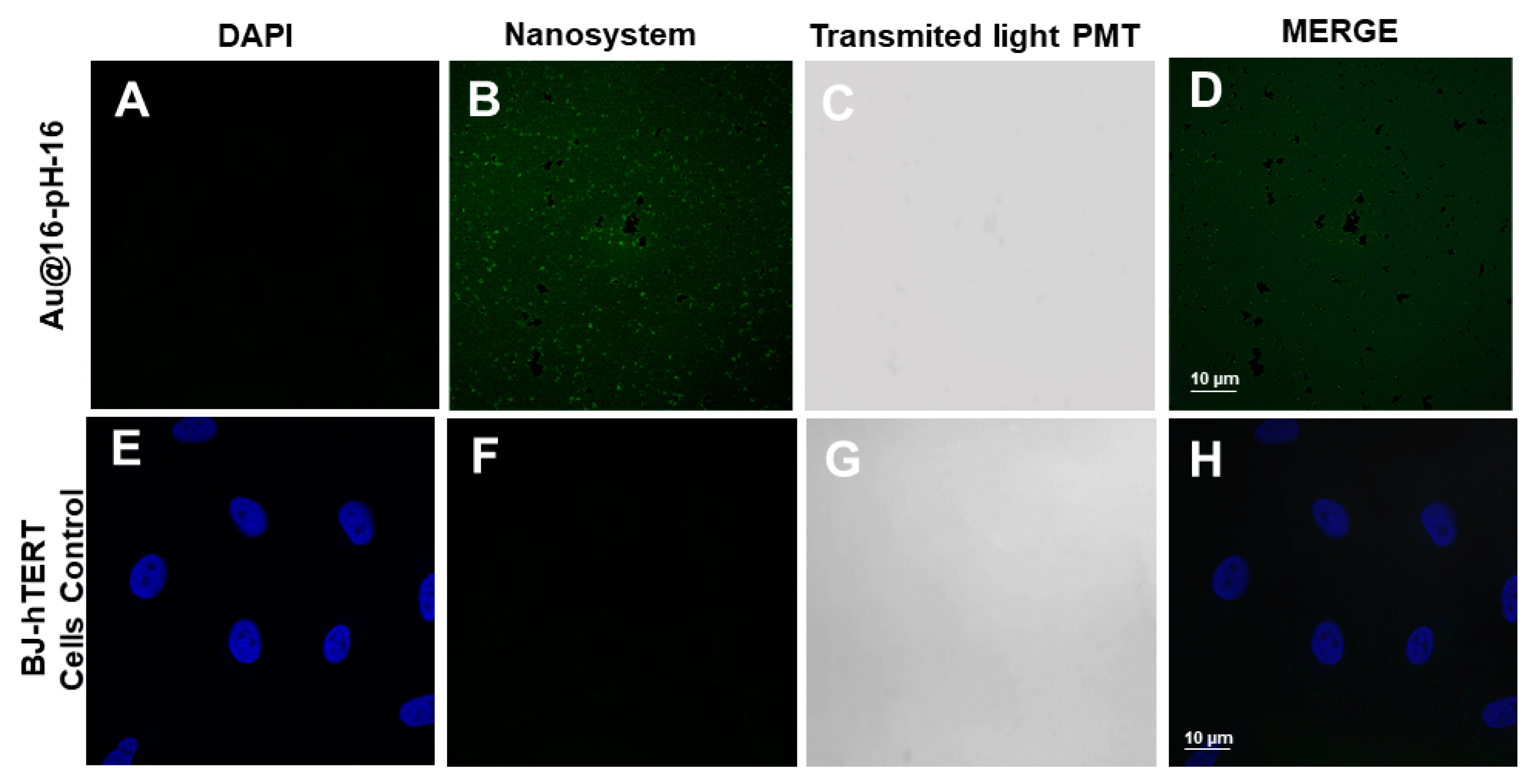 Pharmaceutics 13 00423 g011 Pharmaceutics 13 00423 g011