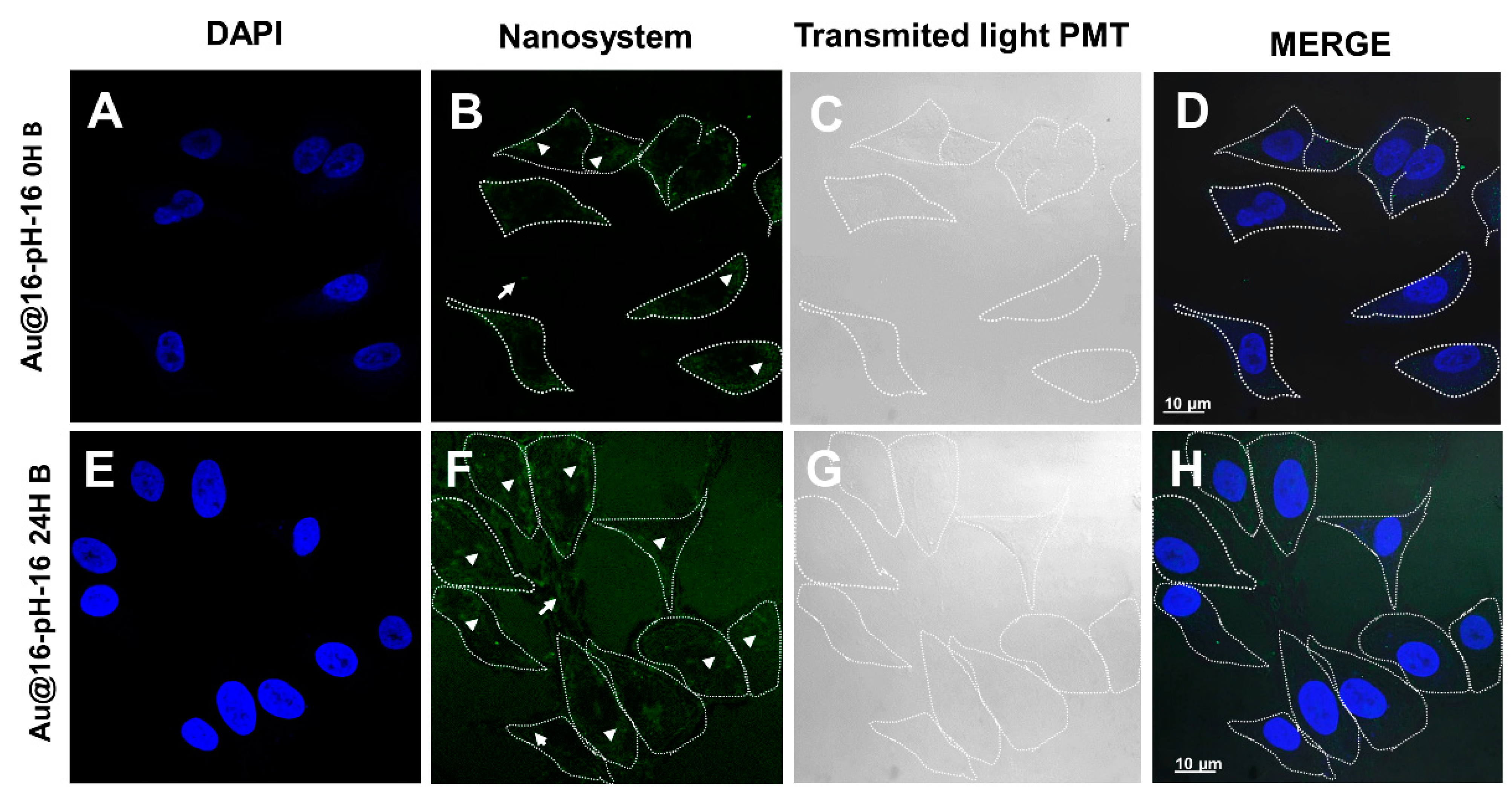 Pharmaceutics 13 00423 g012 Pharmaceutics 13 00423 g012