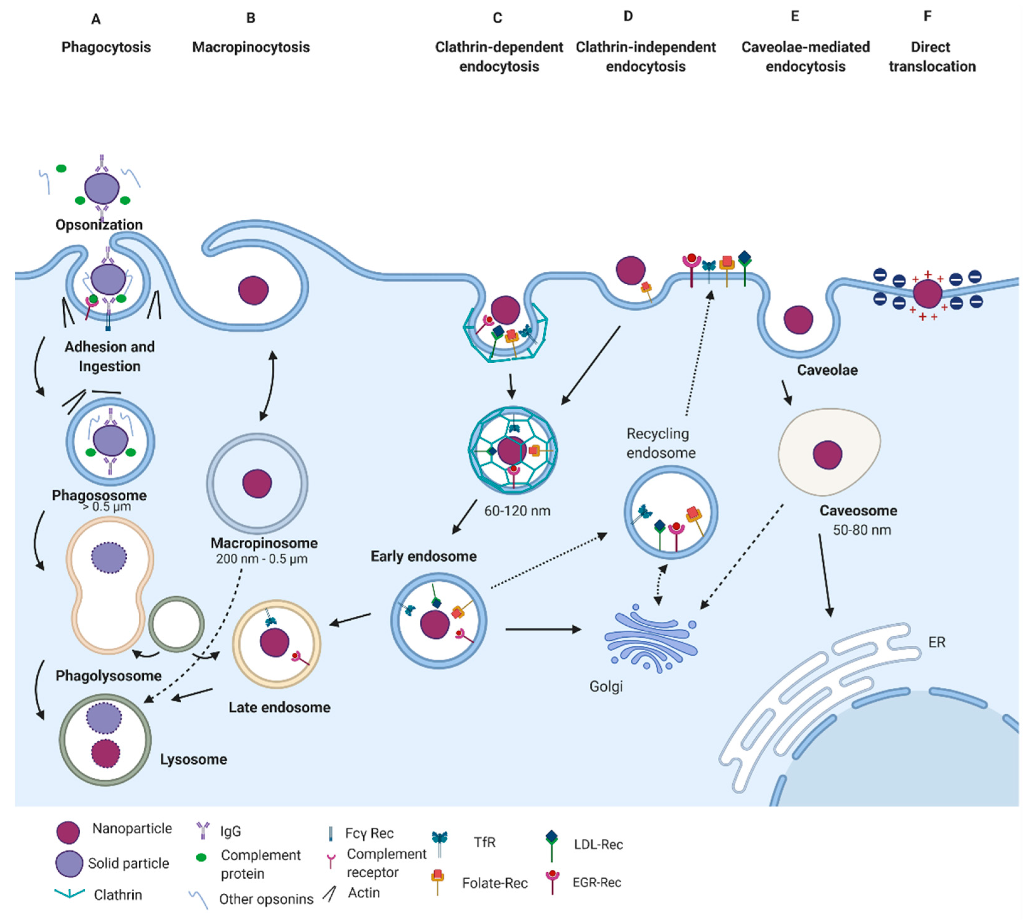 Pharmaceutics 13 00428 g002 Pharmaceutics 13 00428 g002