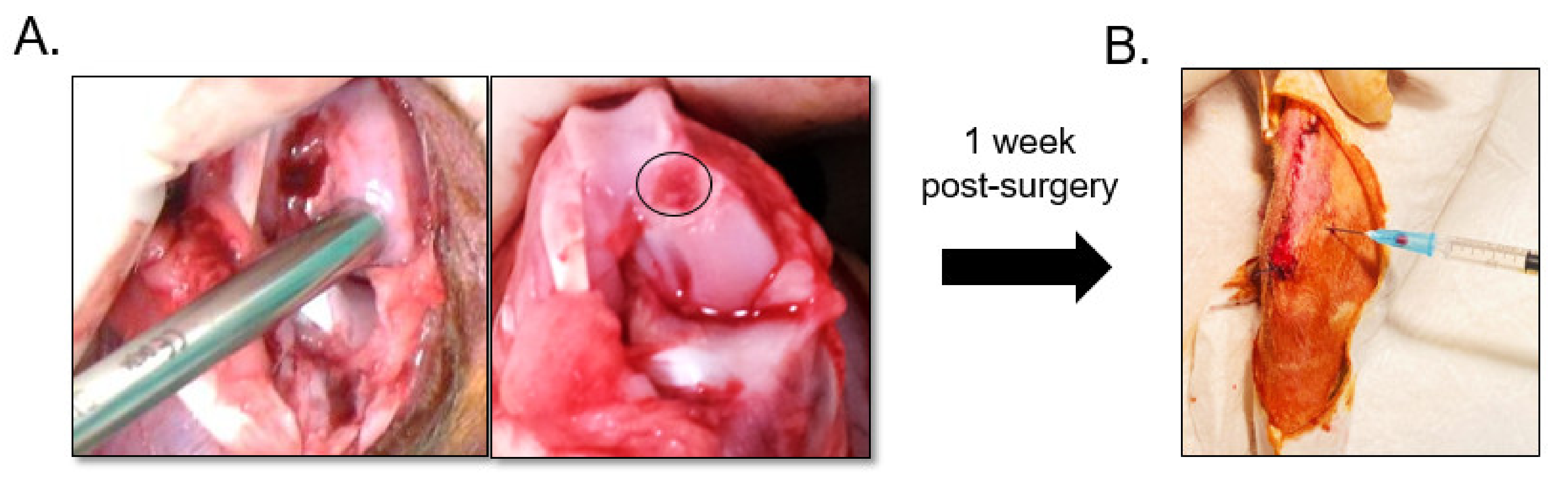 Pharmaceutics 13 00432 g001