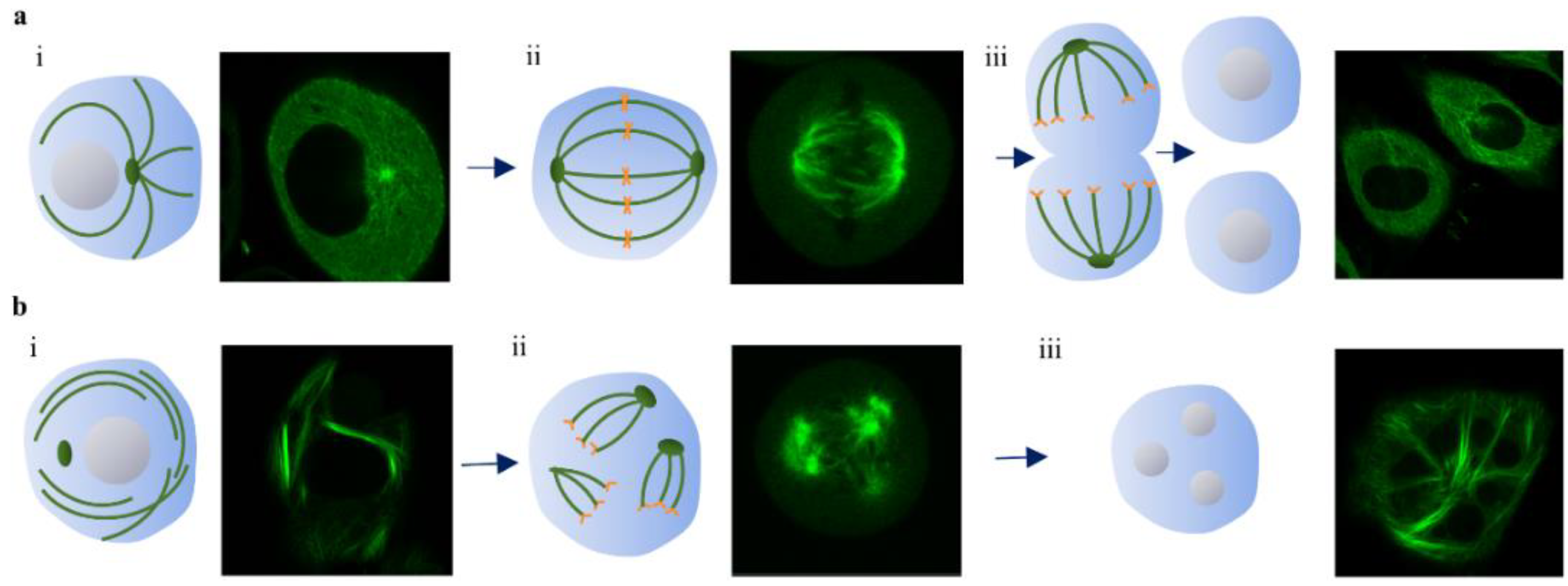 Pharmaceutics 13 00442 g008