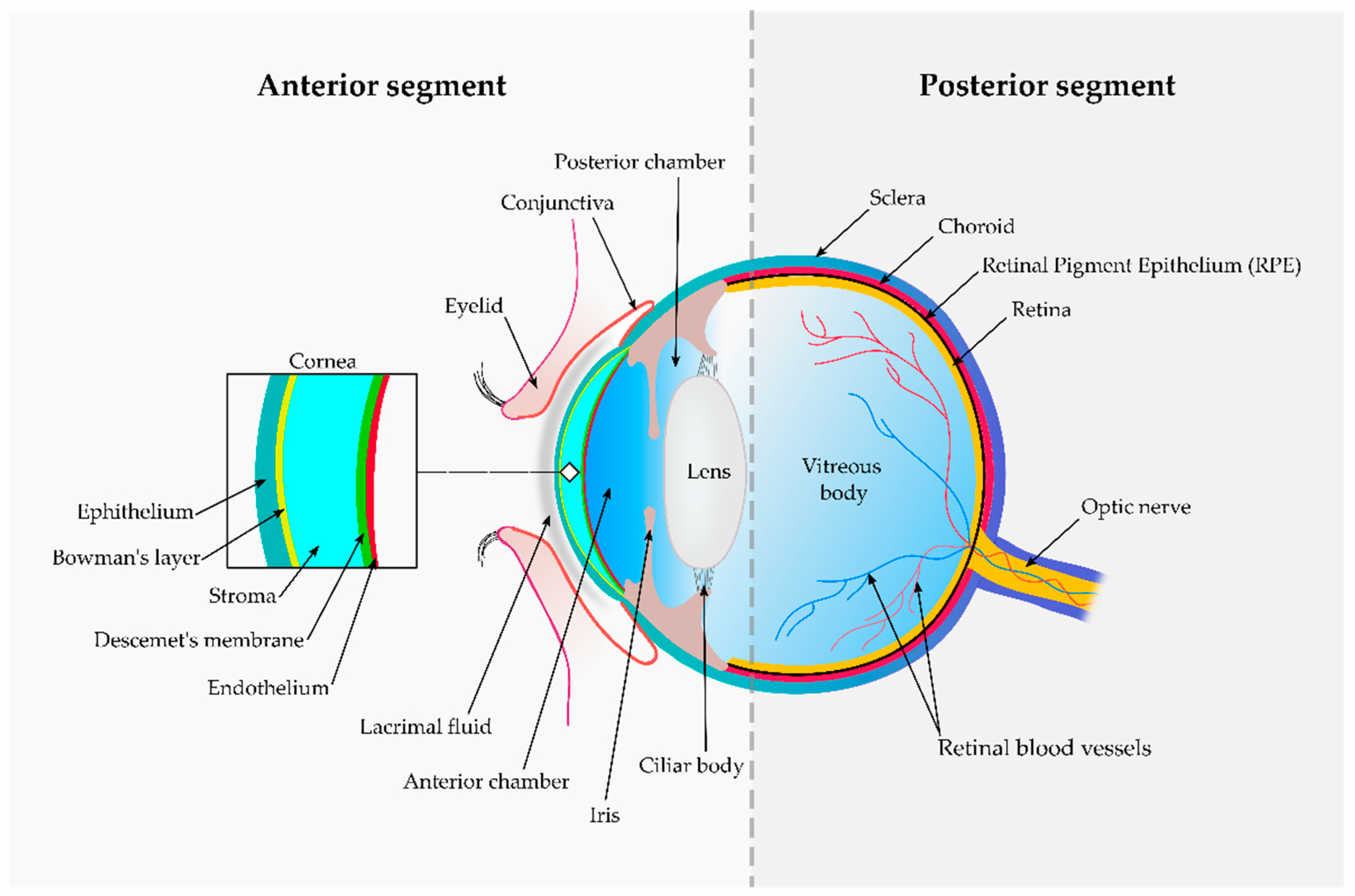 Pharmaceutics 13 00447 g001