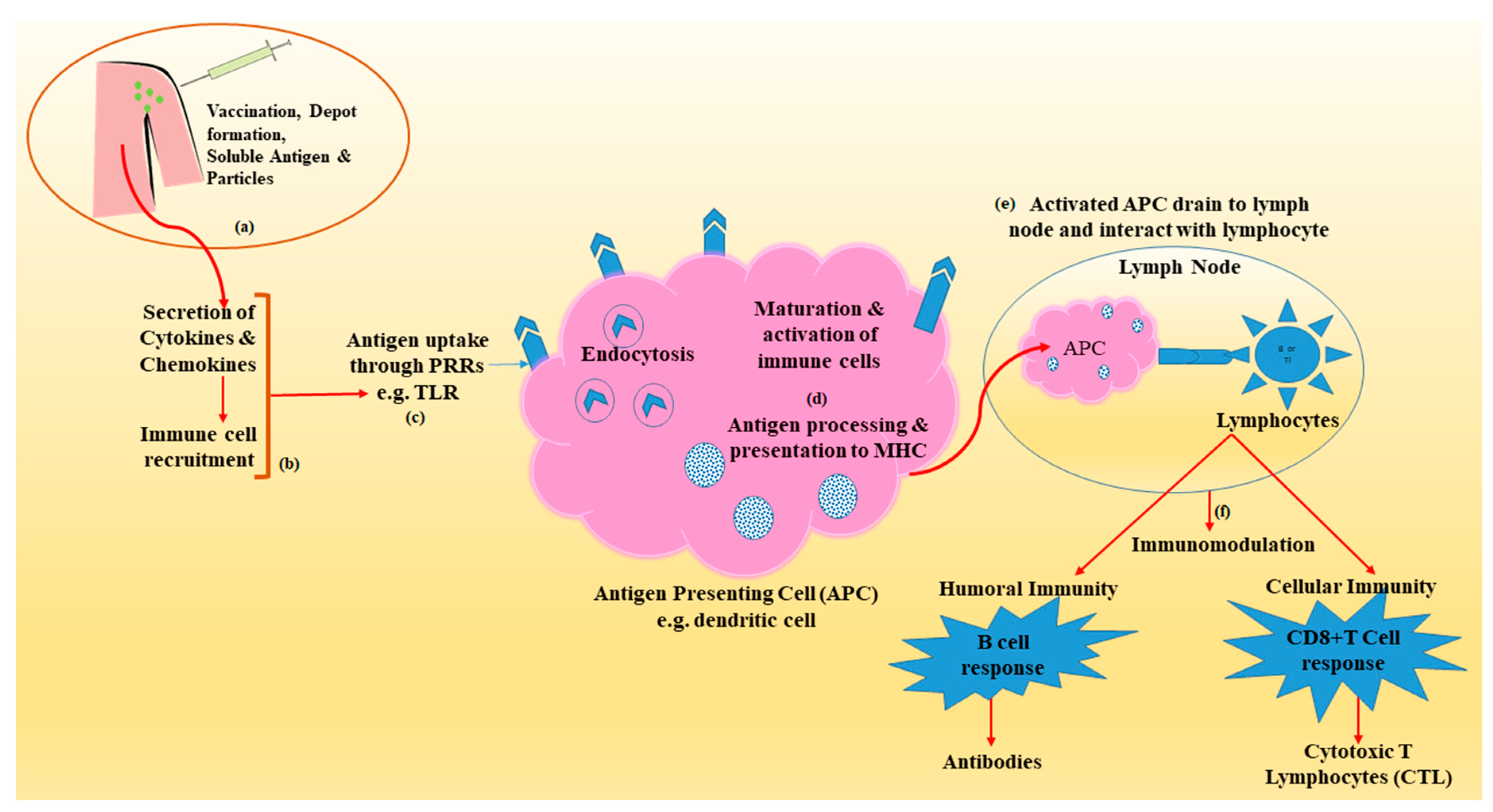 Pharmaceutics 13 00455 g001